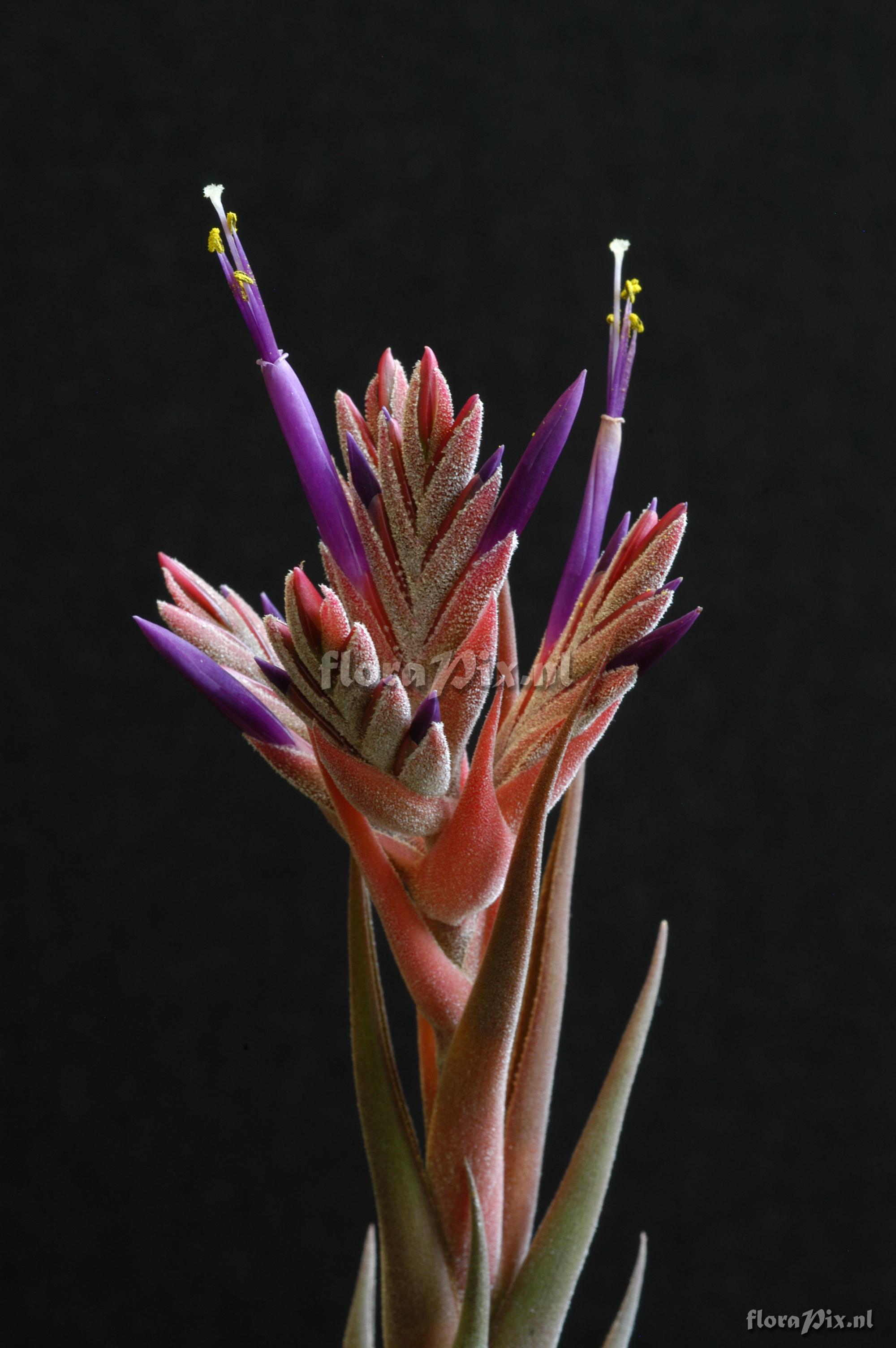 Tillandsia selerana