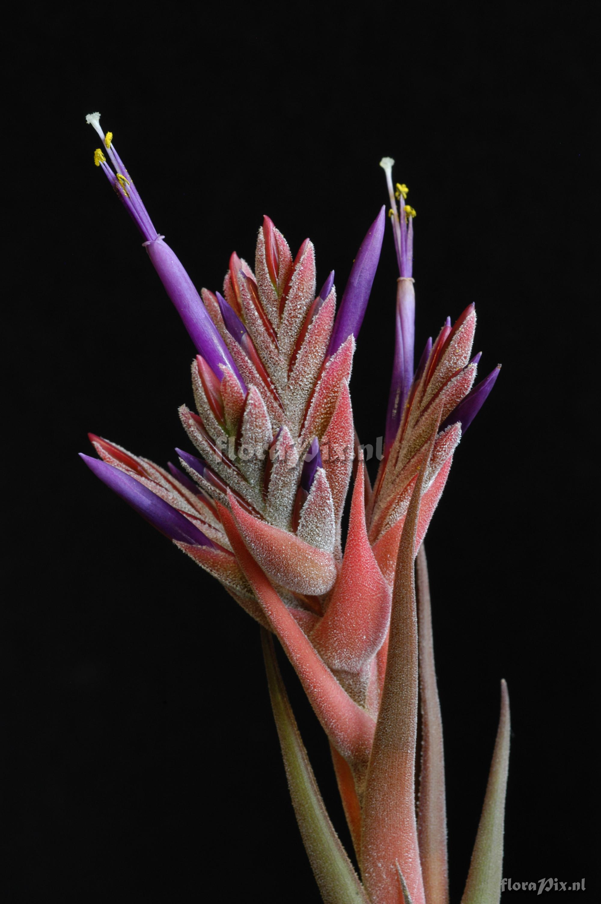 Tillandsia selerana