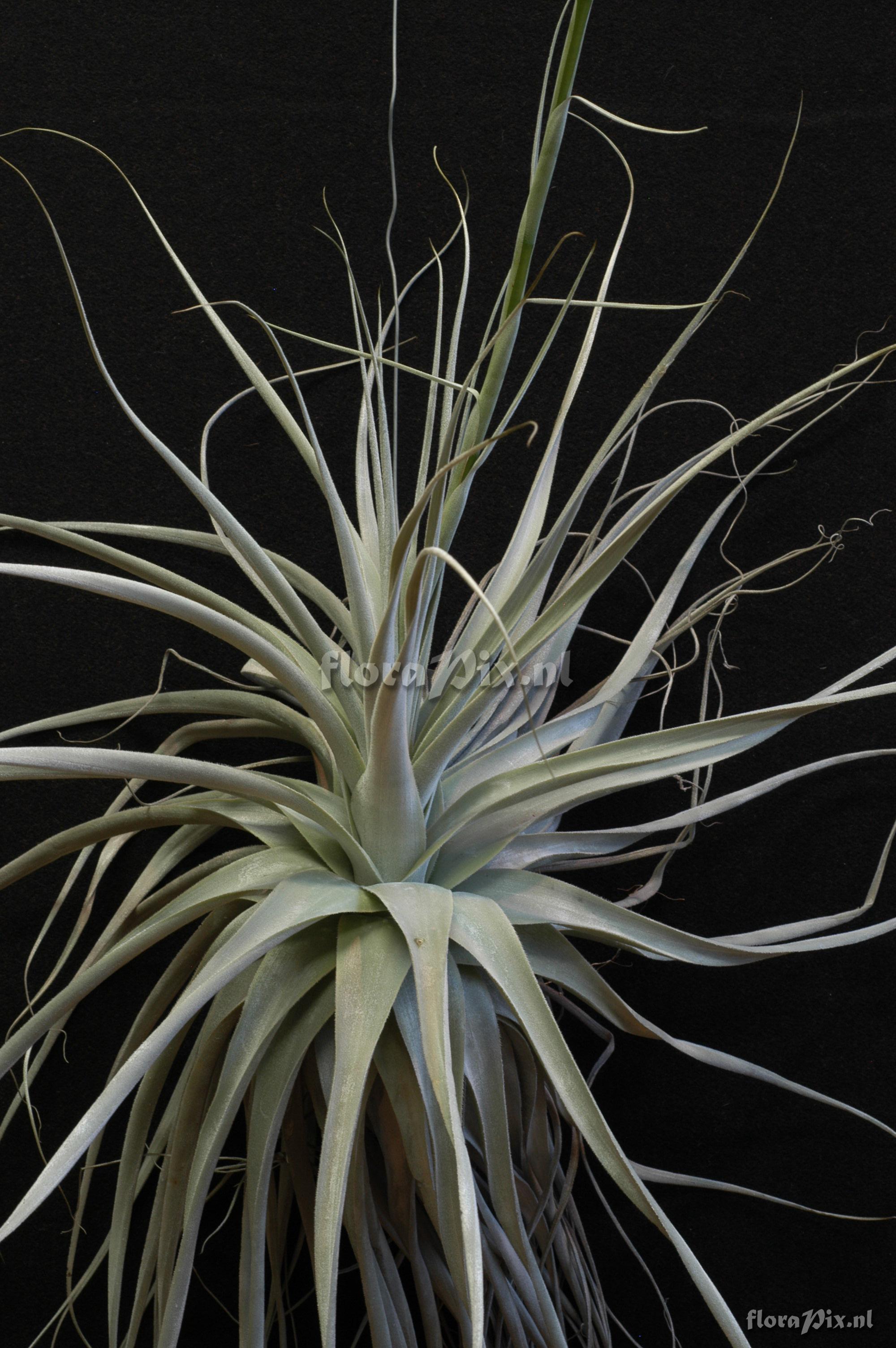 Tillandsia straminea