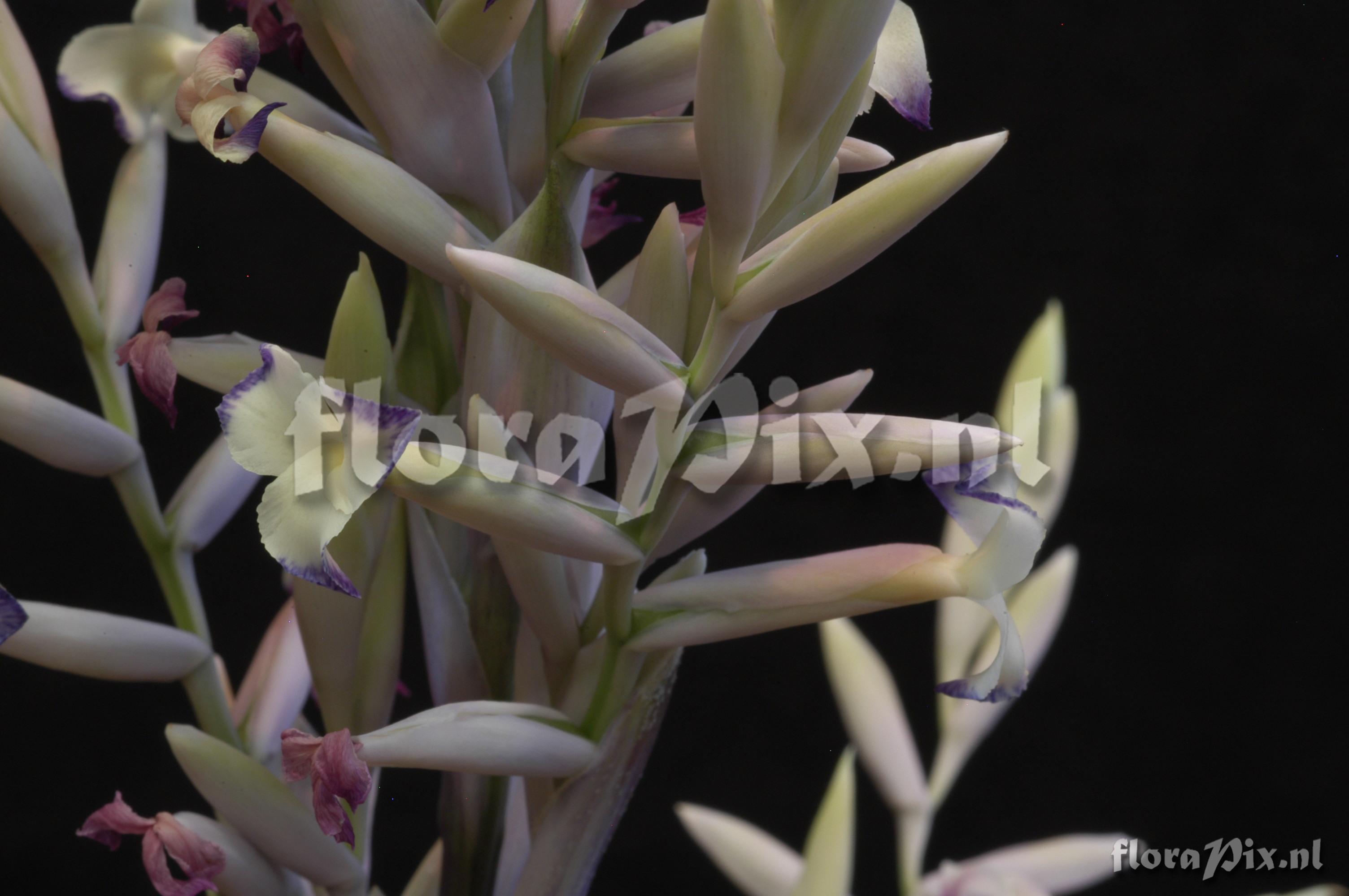 Tillandsia straminea