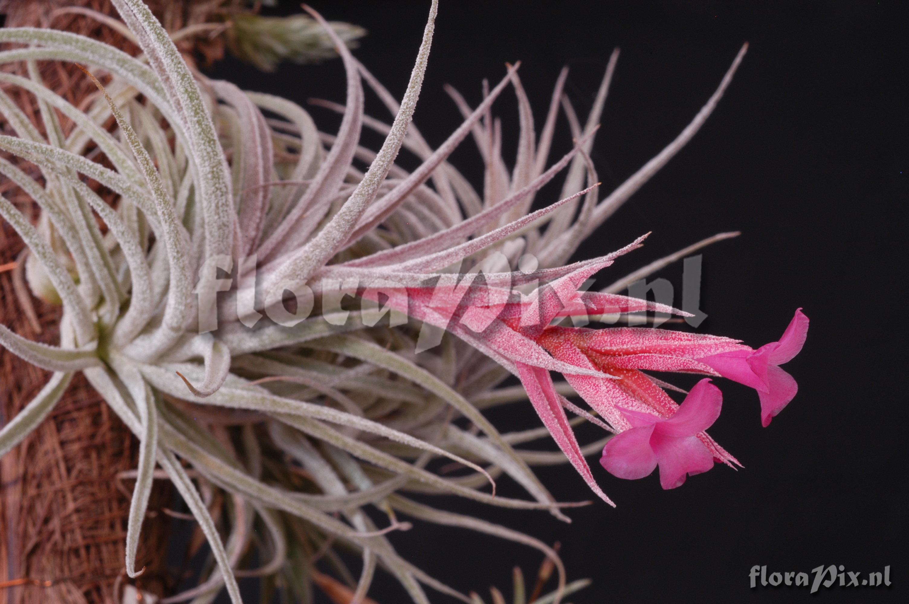 Tillandsia sucrei