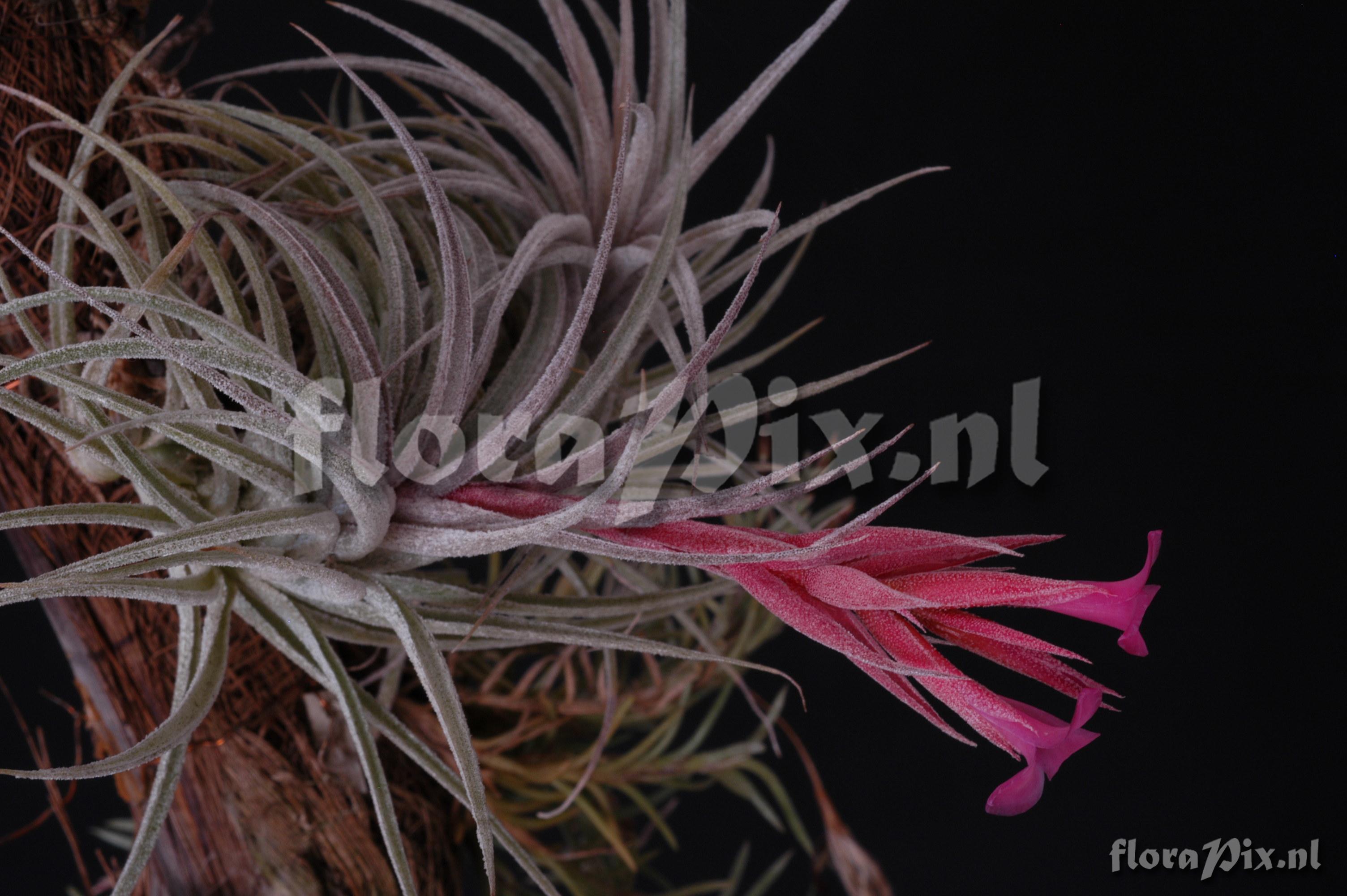 Tillandsia sucrei