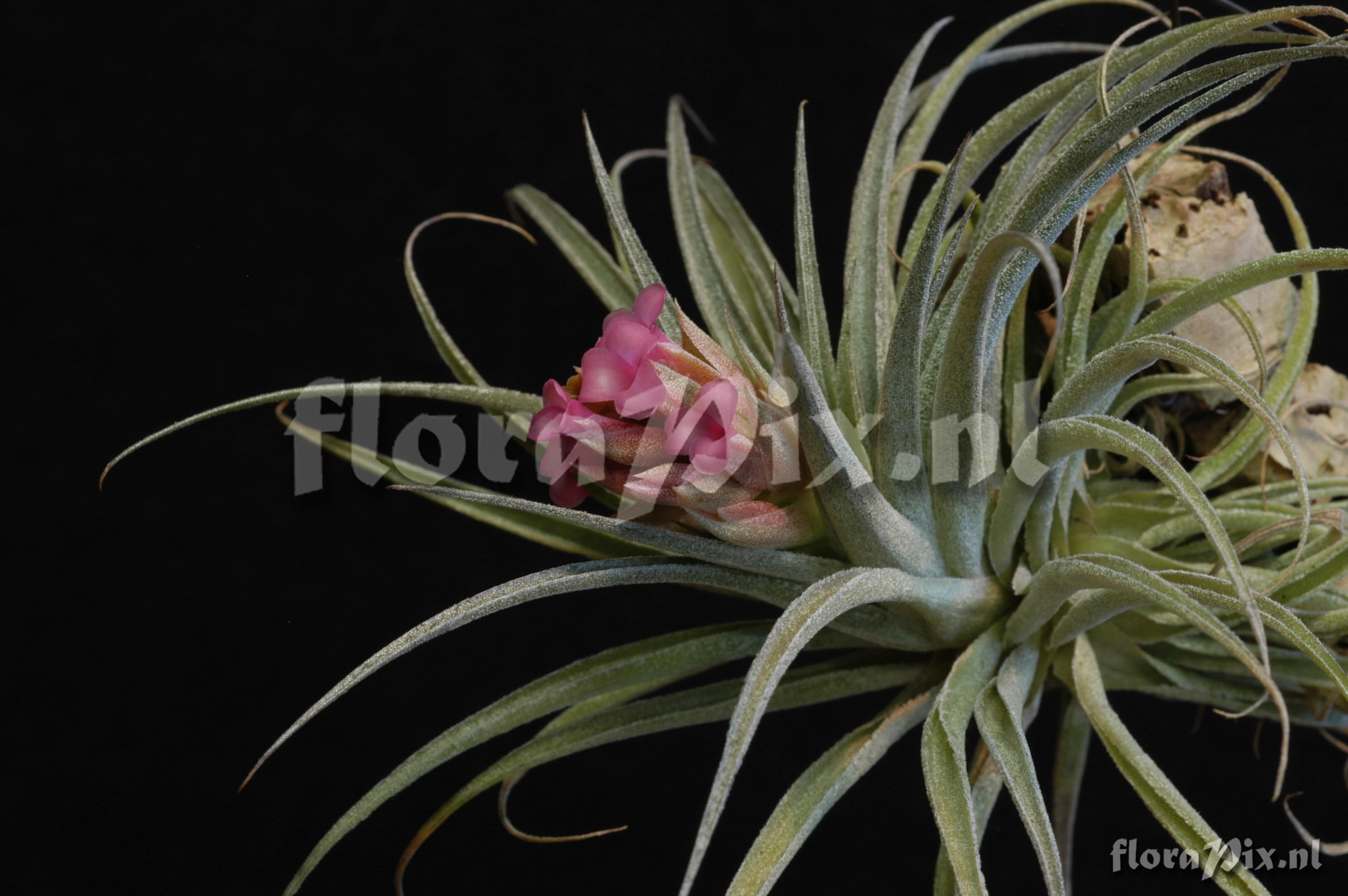 Tillandsia sucrei x