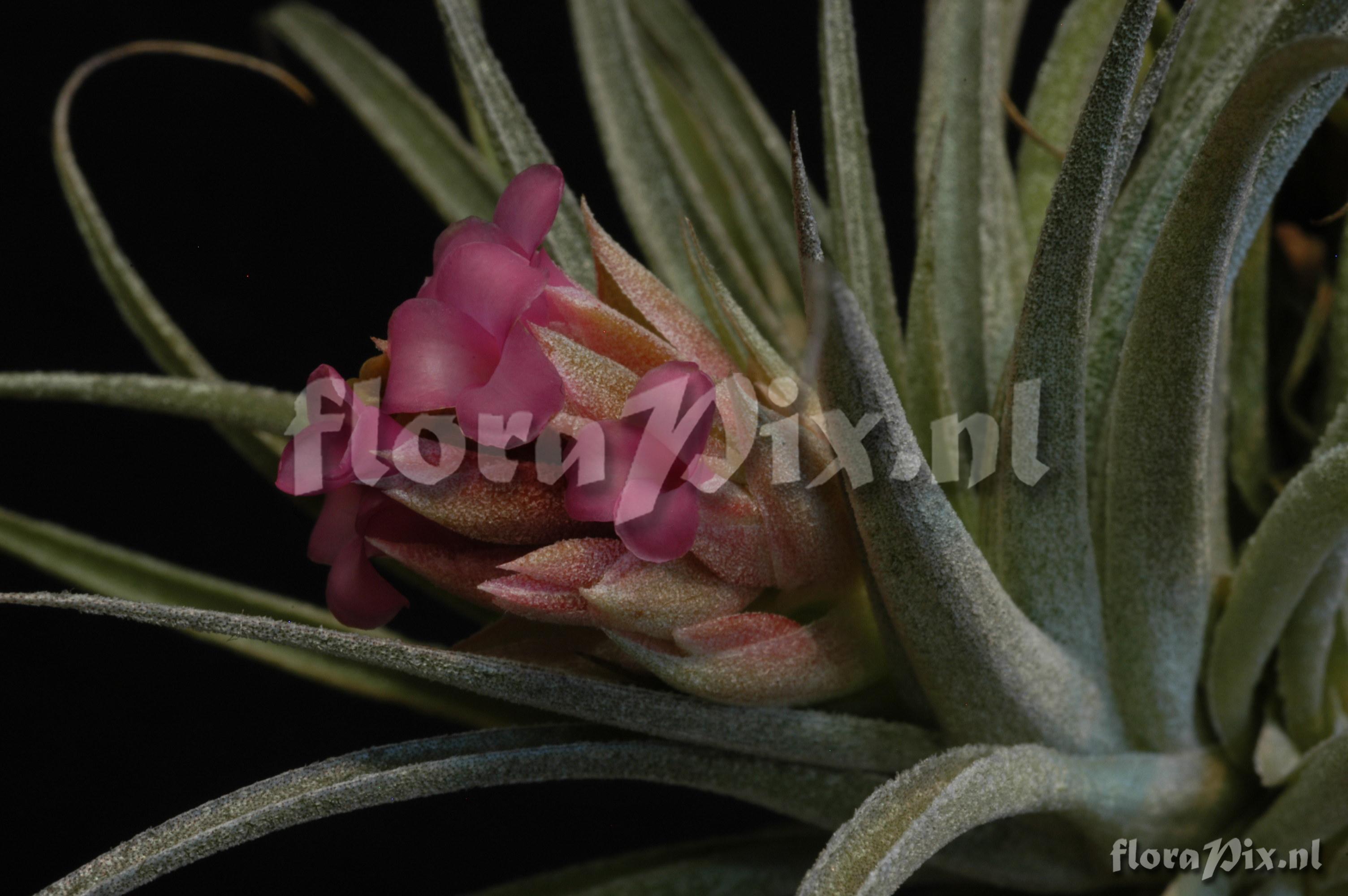 Tillandsia sucrei x