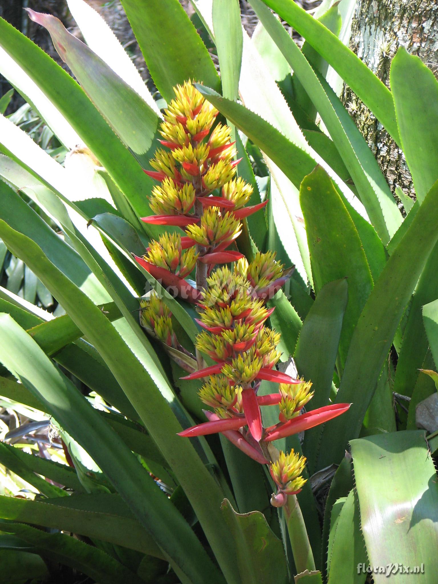 Aechmea aquilega