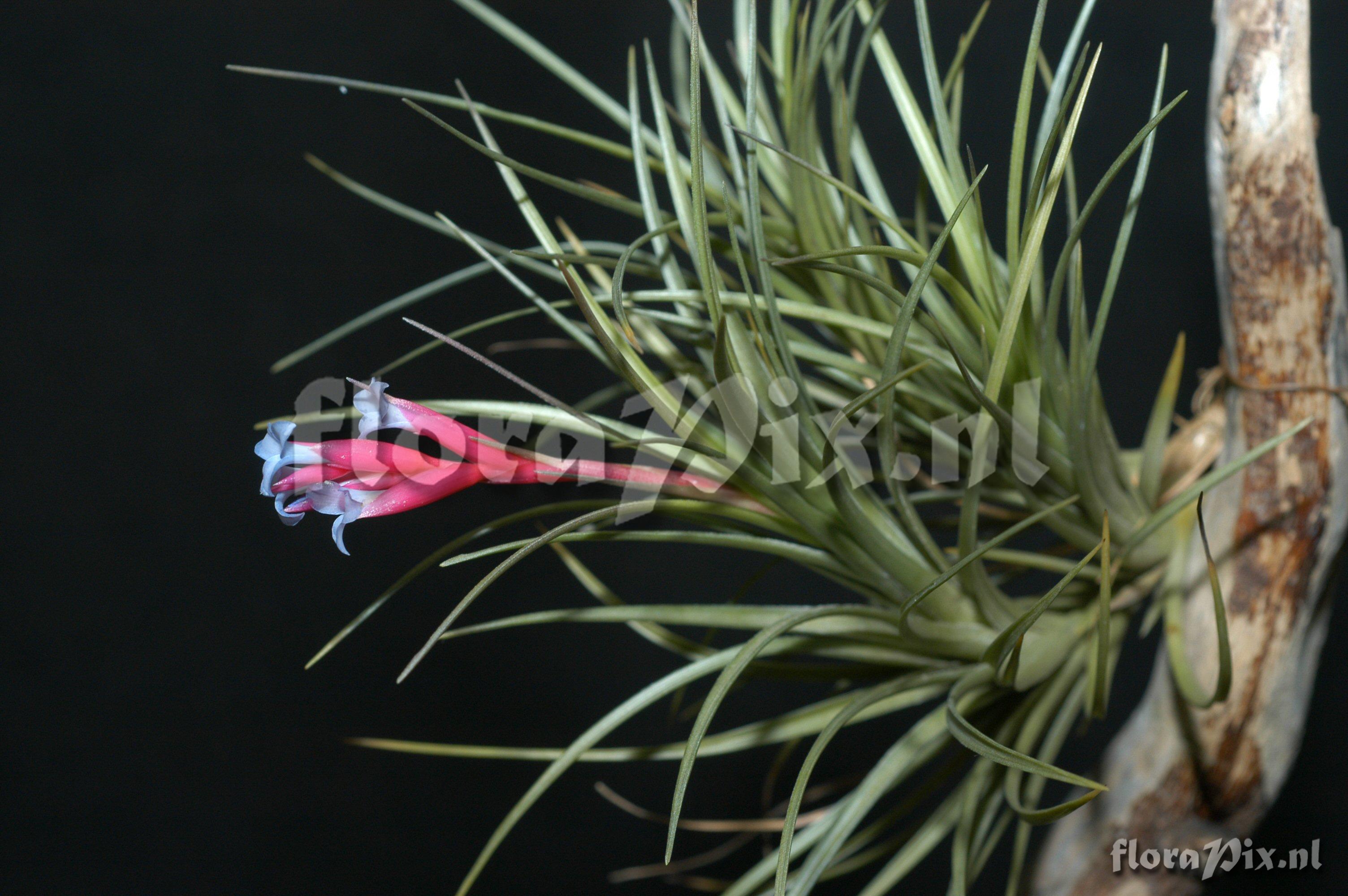 Tillandsia xerographica x Tillandsia brachycaulos 2008GR01458