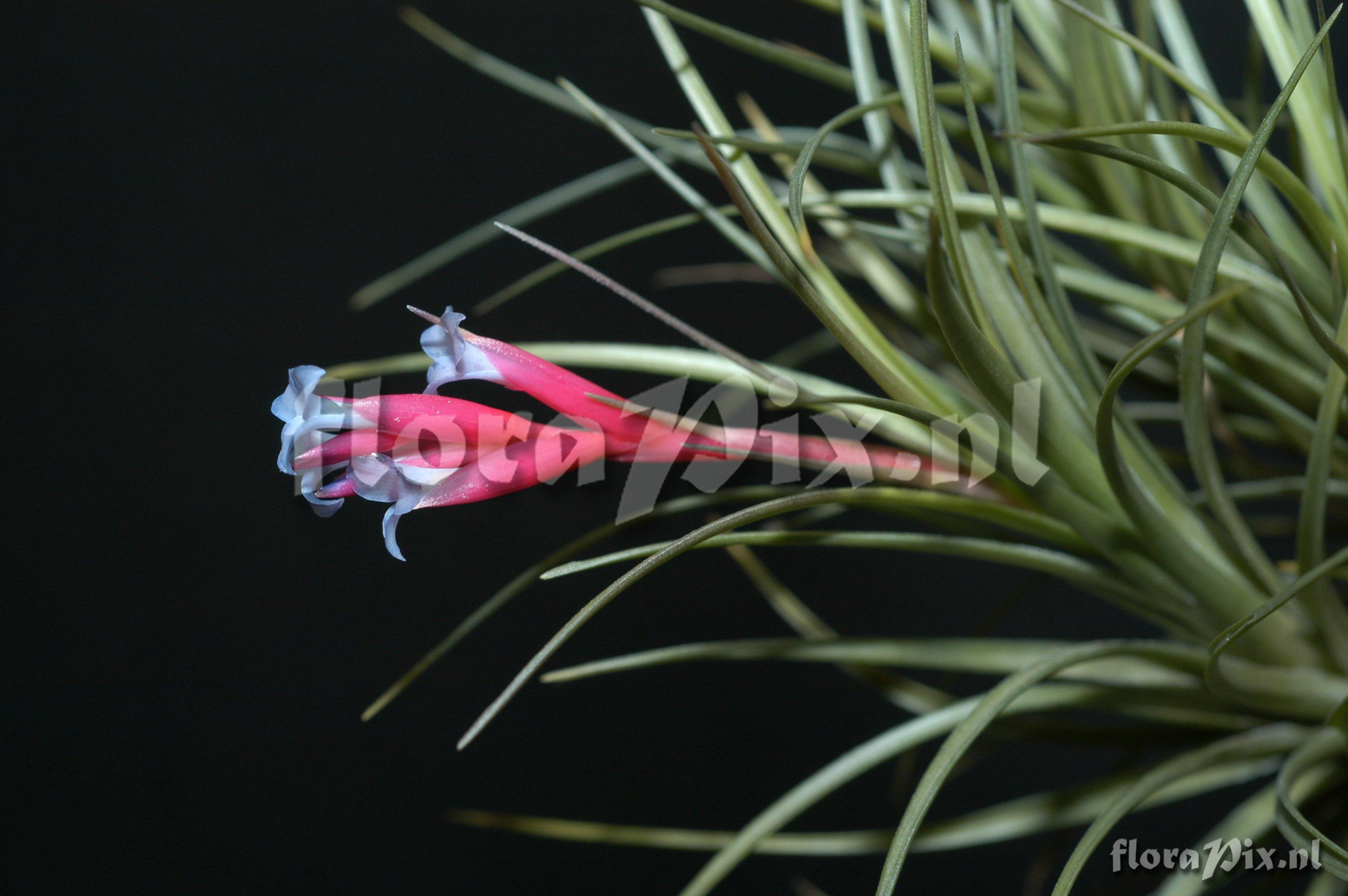 Fascicularia bicolor 1973GR00735