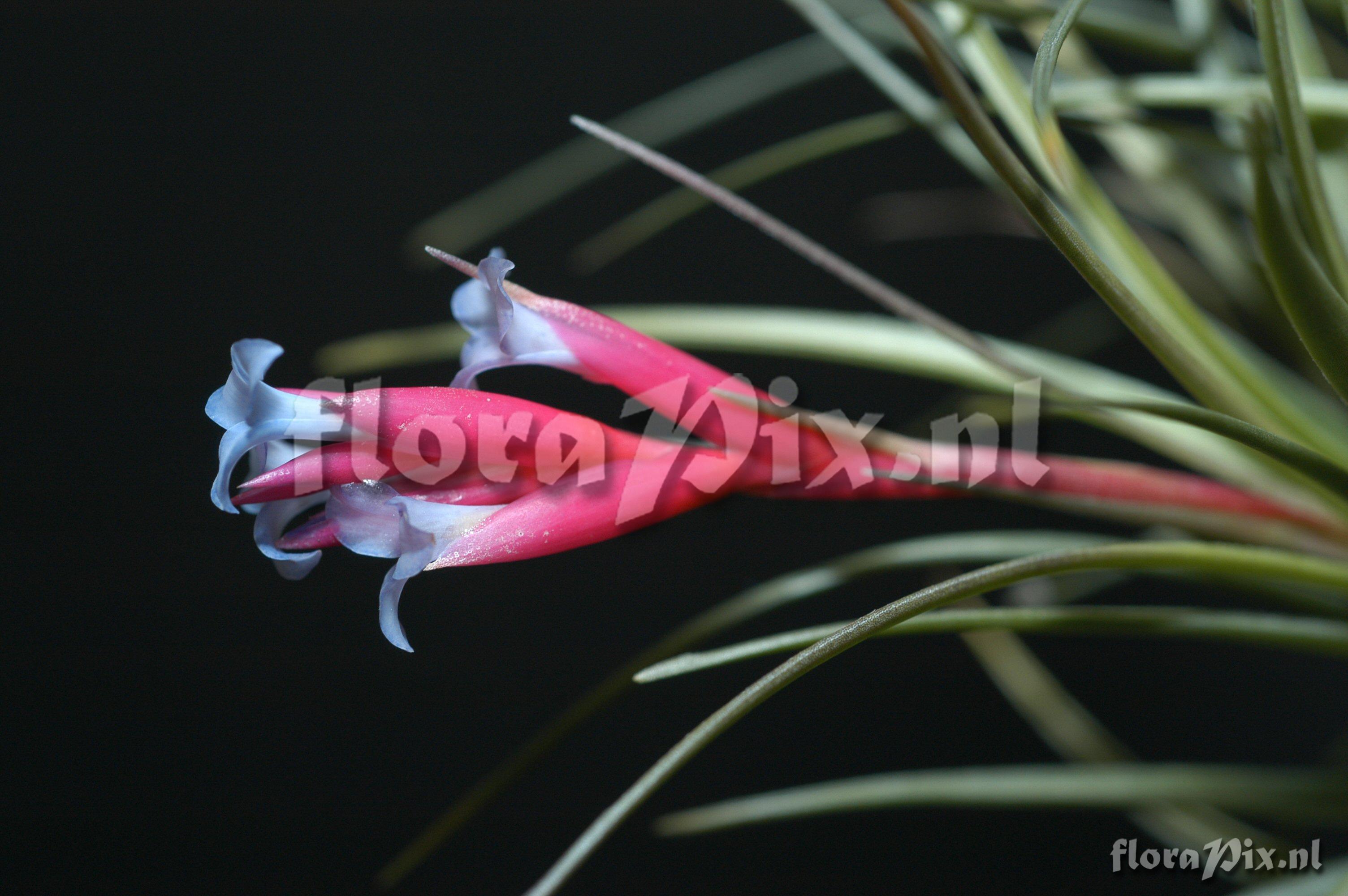 Tillandsia rubia 2002GR01411