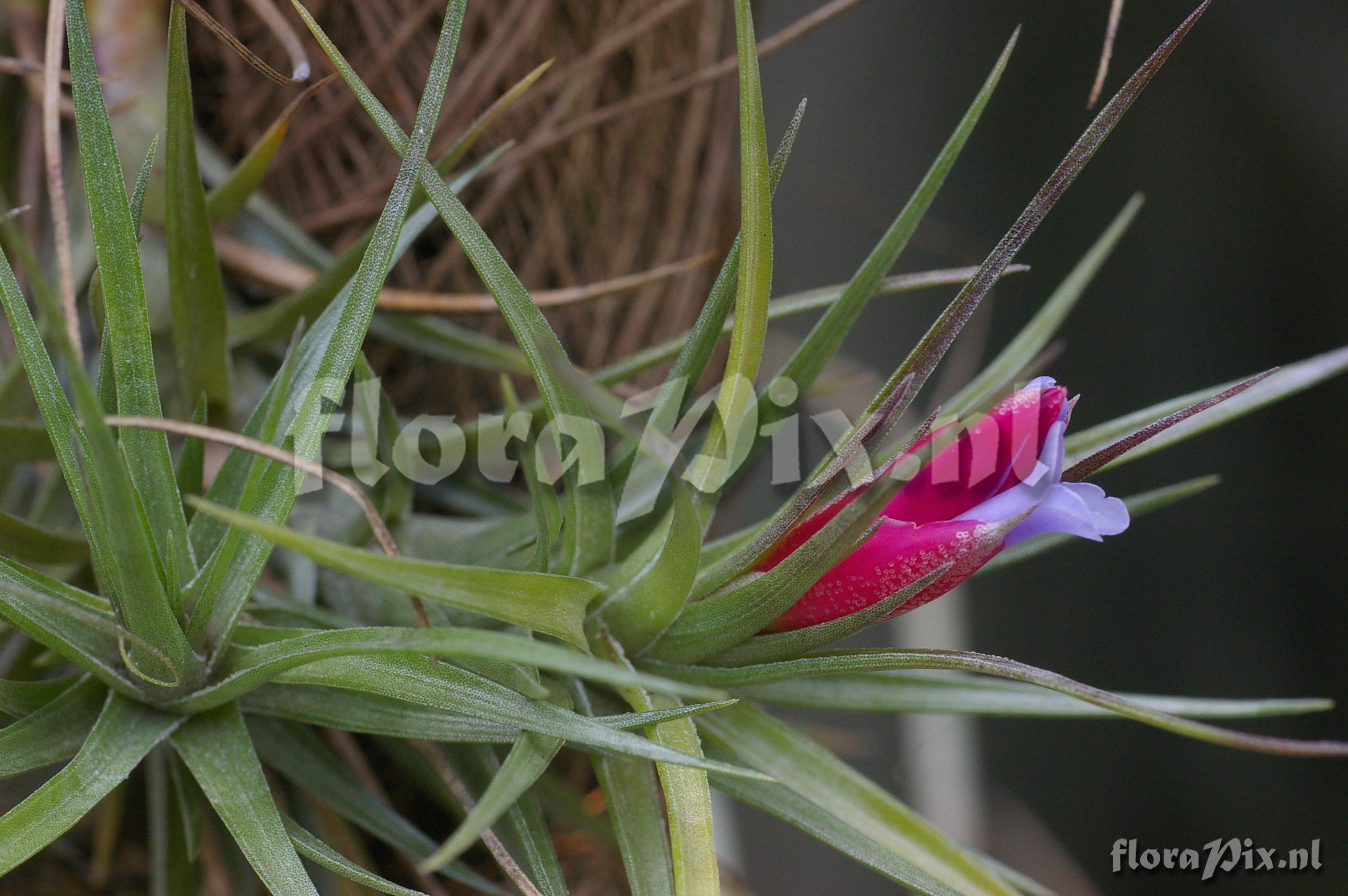 Tillandsia tenuifolia