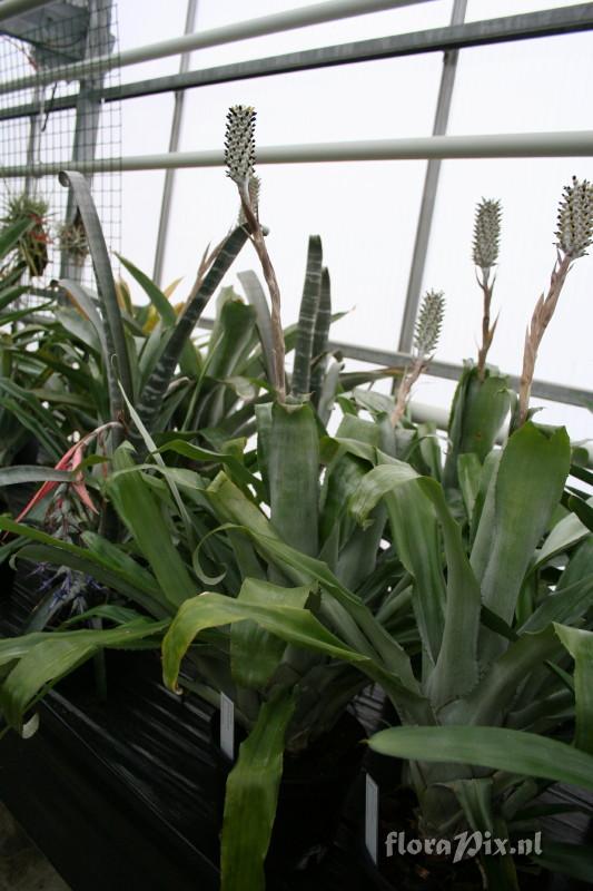 Aechmea bromeliifolia