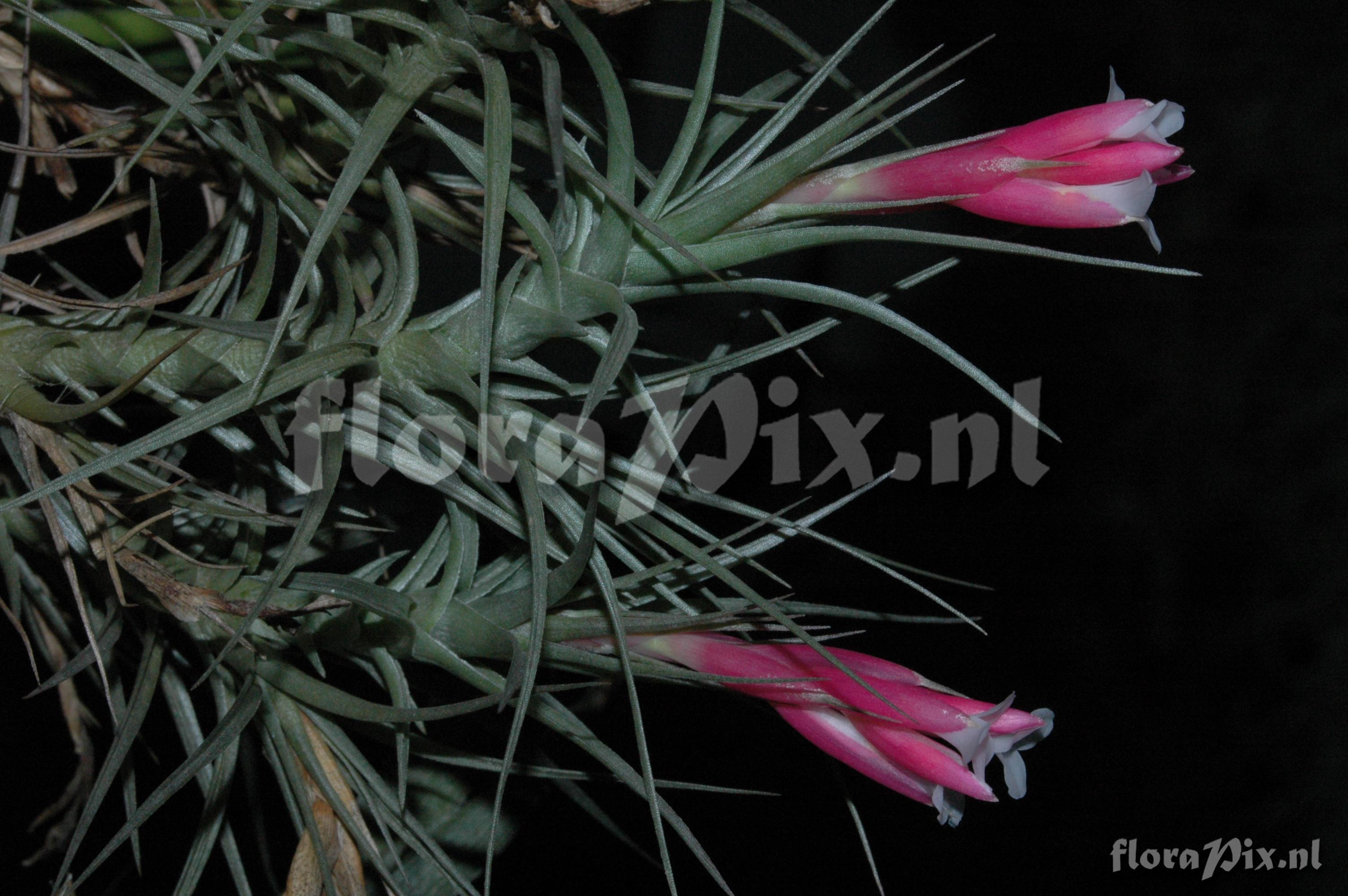 Fascicularia bicolor 1973GR00735