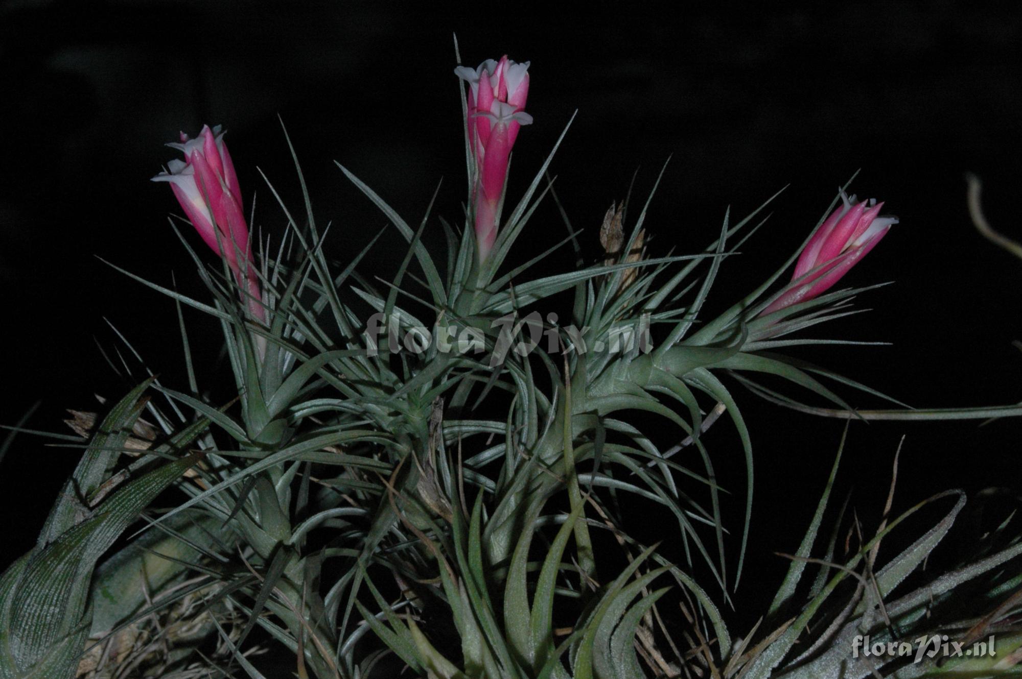 Tillandsia rubia 2002GR01411