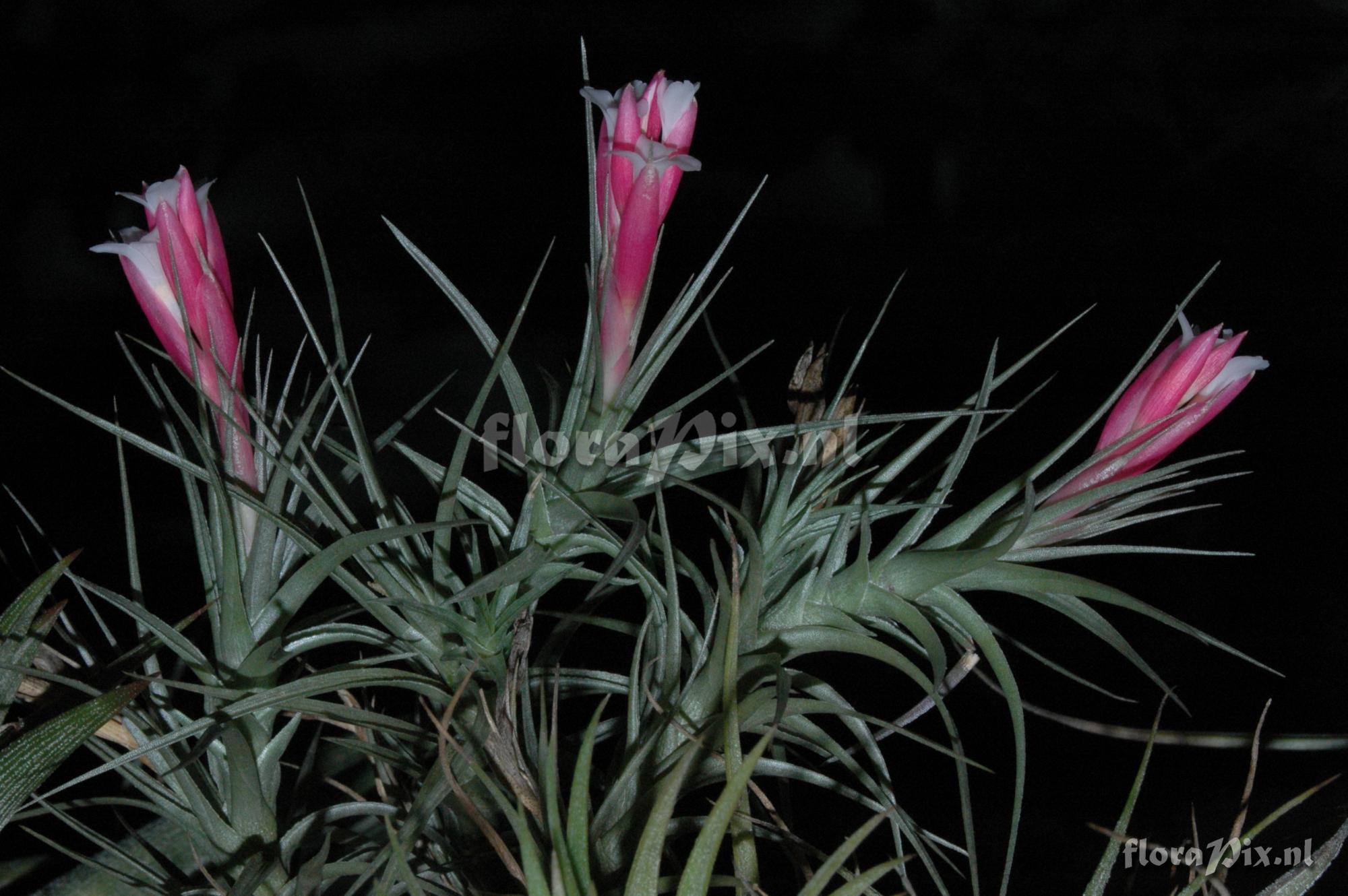 Tillandsia tenuifolia