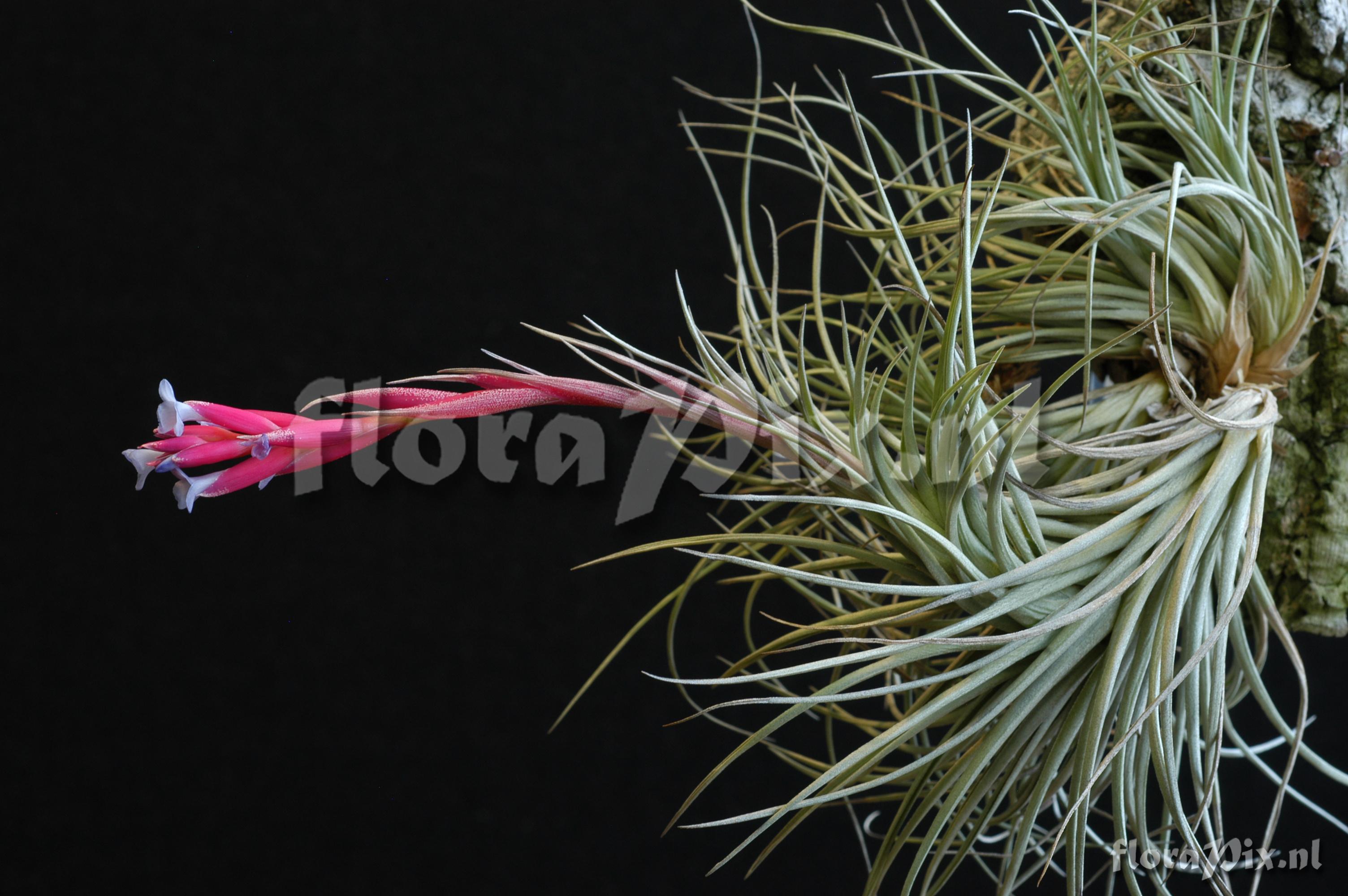 Tillandsia tenuifolia var. tenuifolia