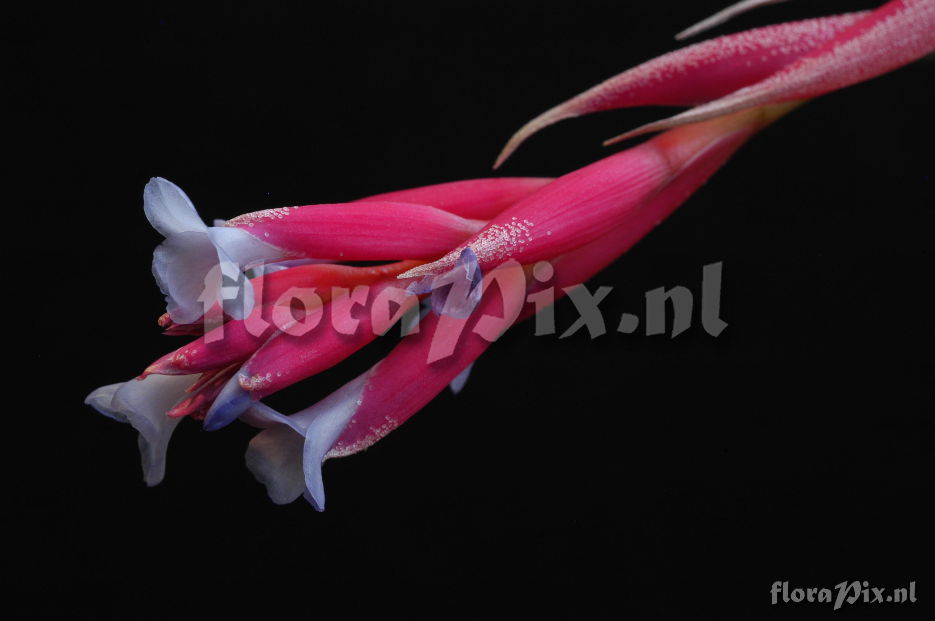 Tillandsia tenuifolia var. tenuifolia