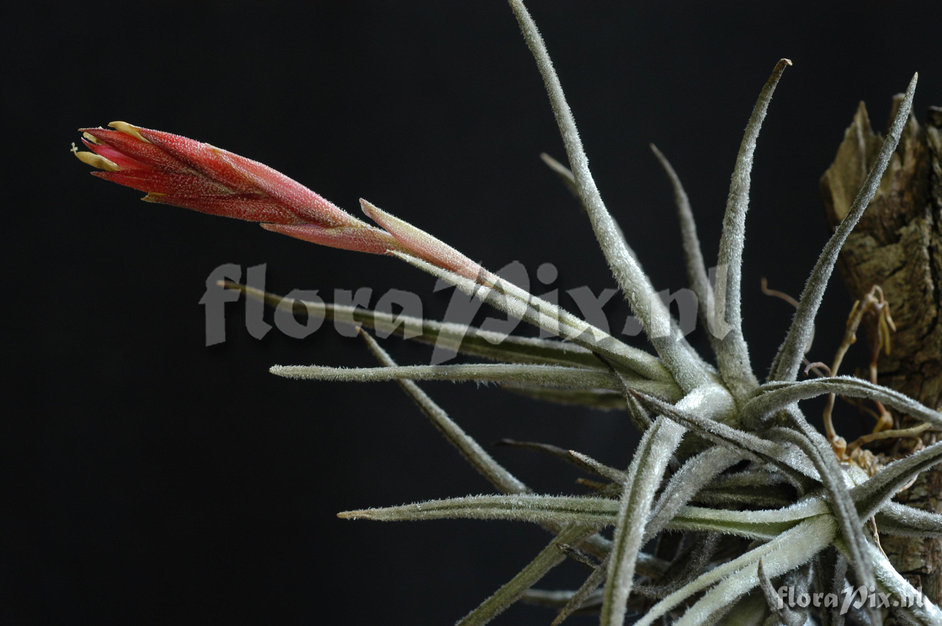 Tillandsia tortilis