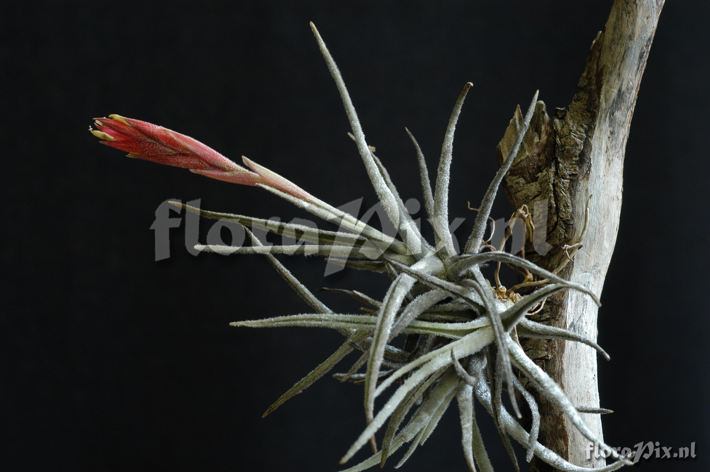 Tillandsia tortilis