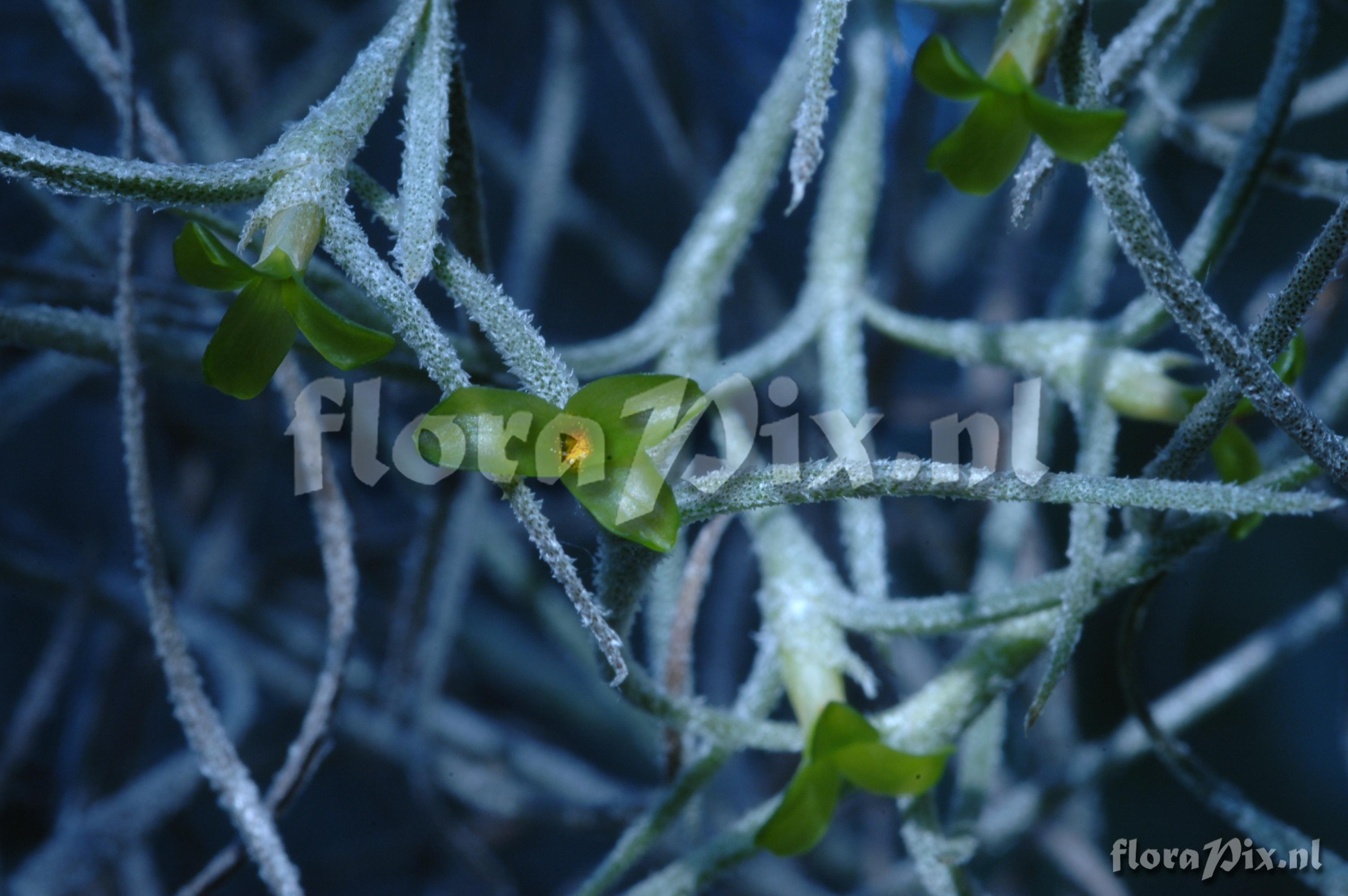 Tillandsia tenuifolia