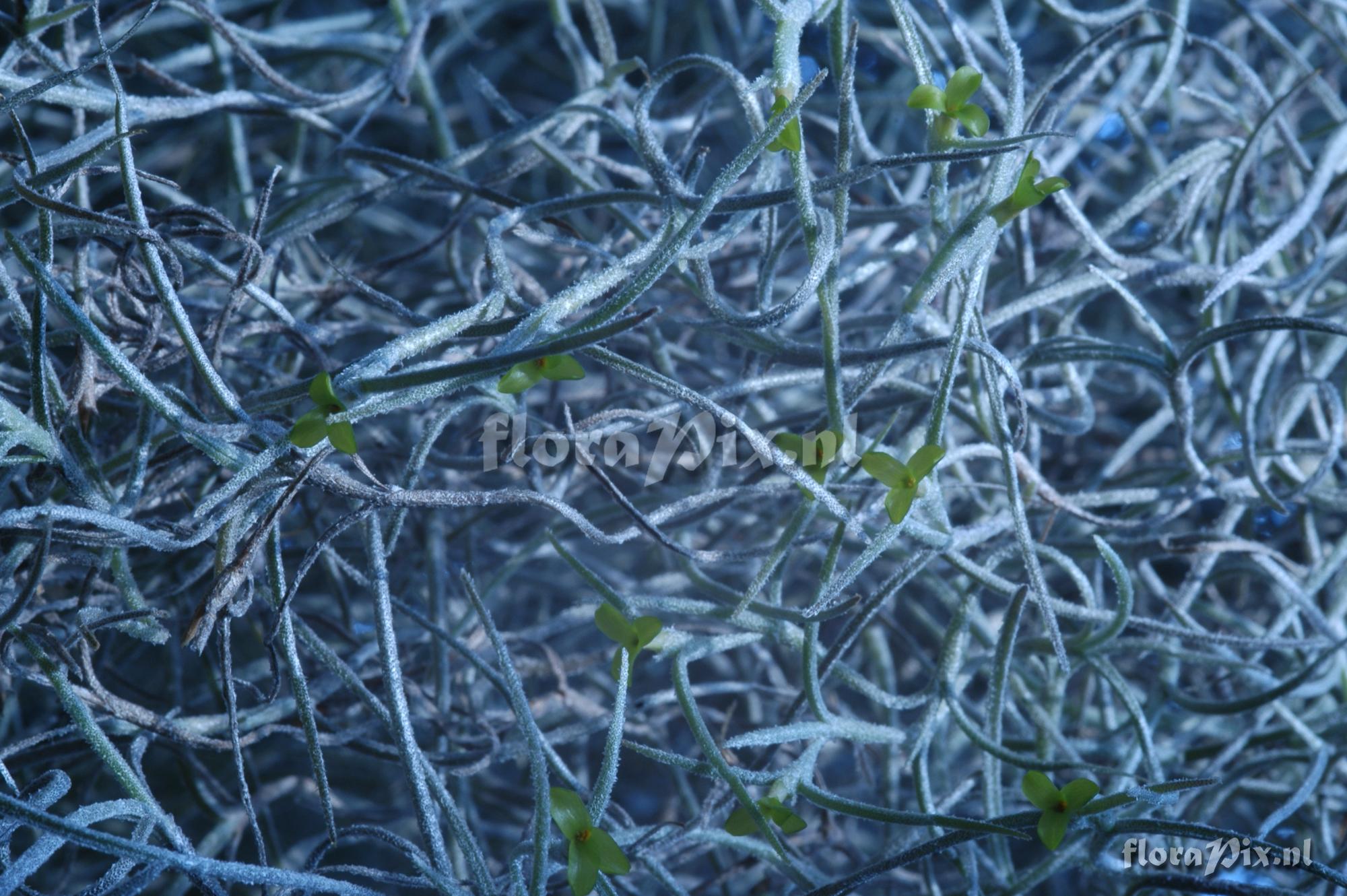 Tillandsia tenuifolia