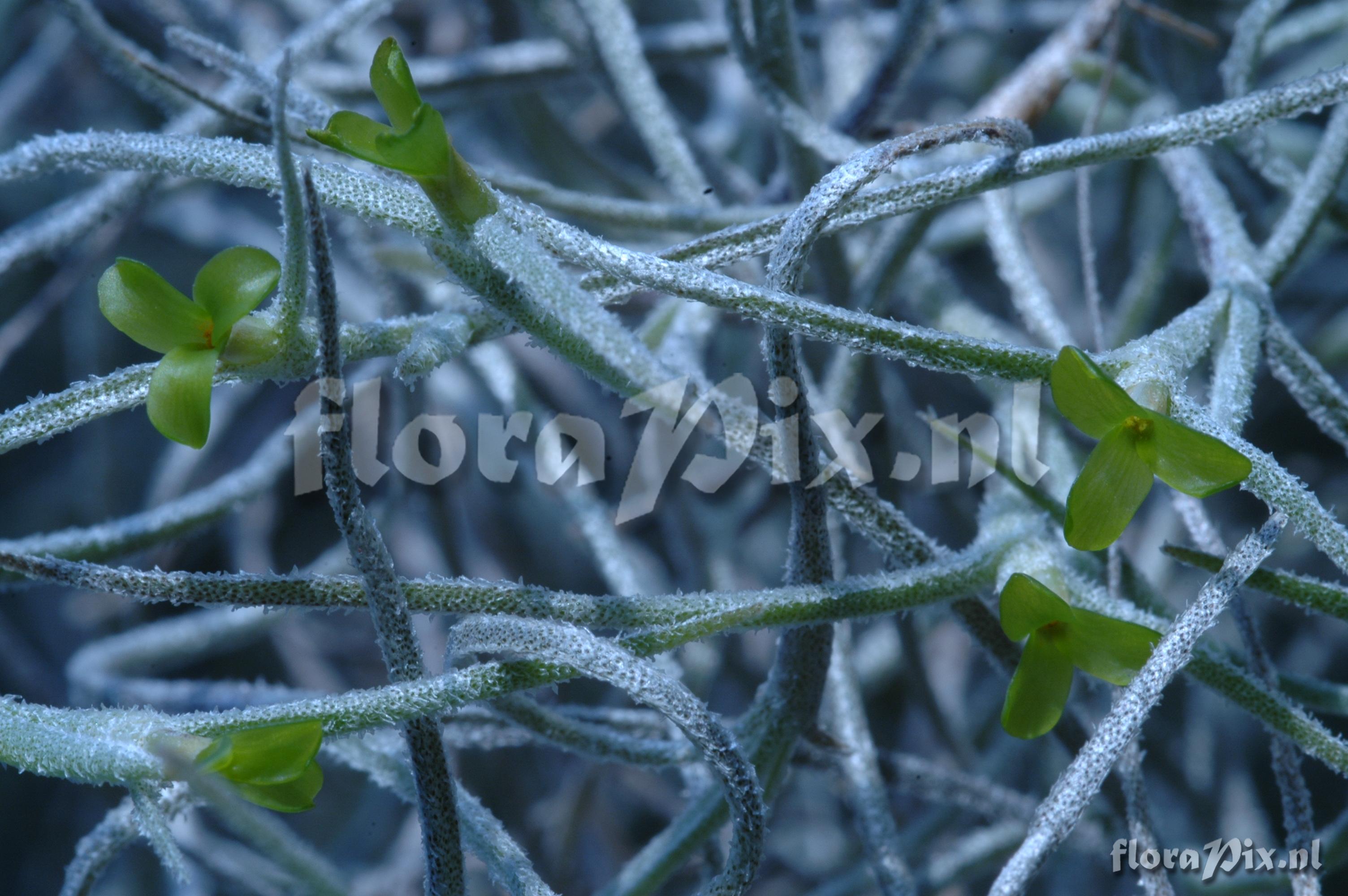 Tillandsia duratii