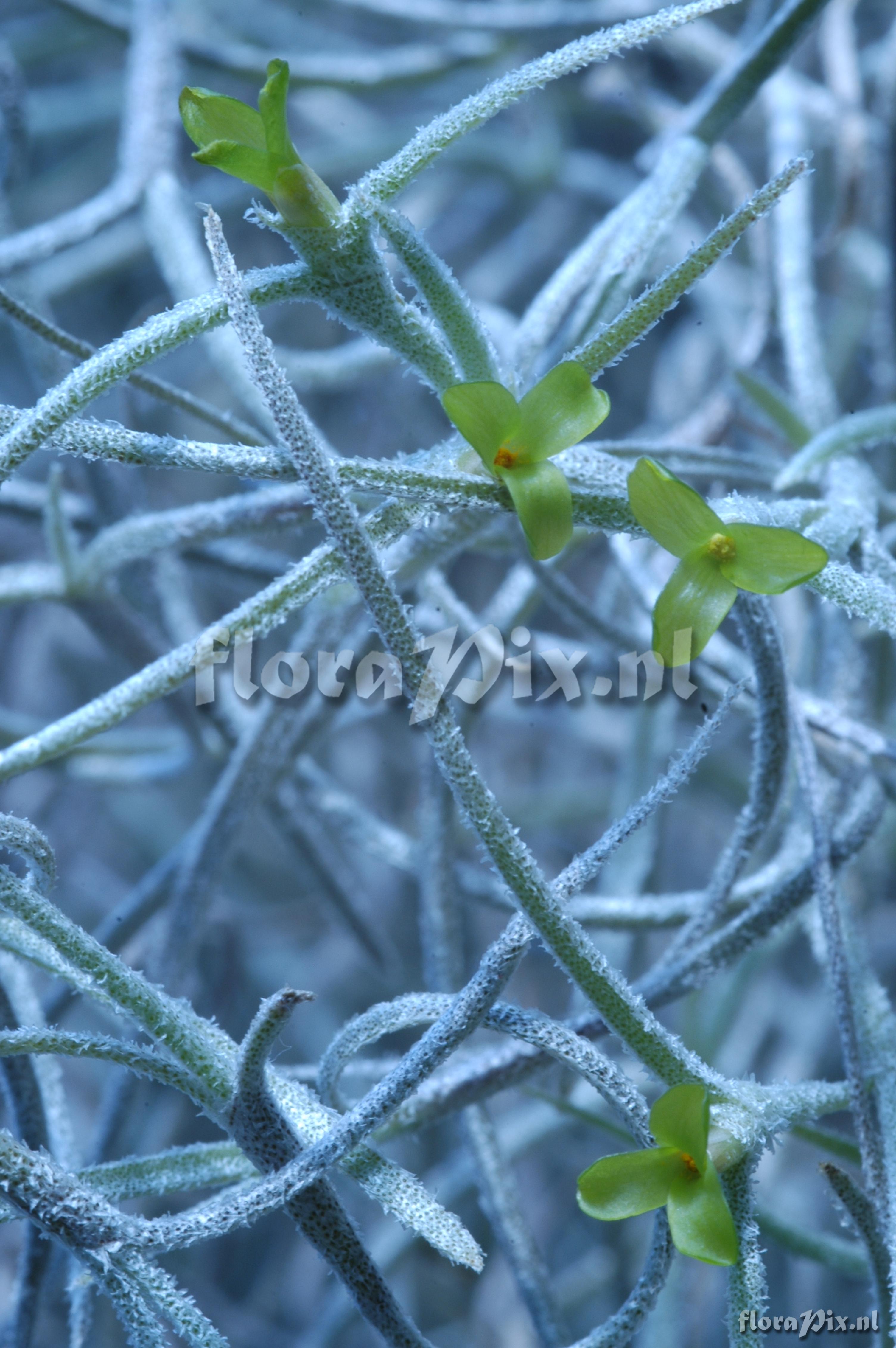 Tillandsia tenuifolia