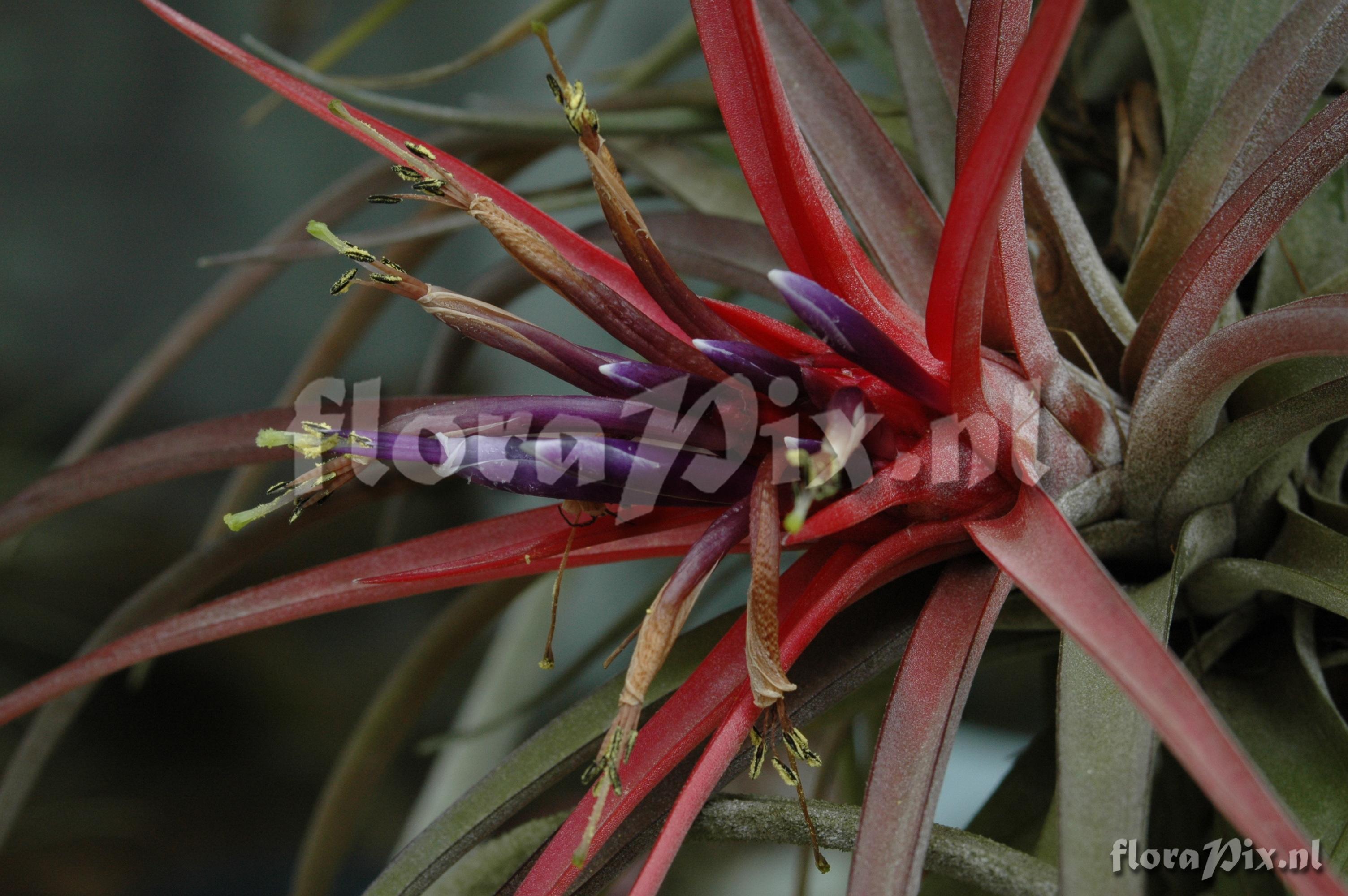 Tillandsia velutina