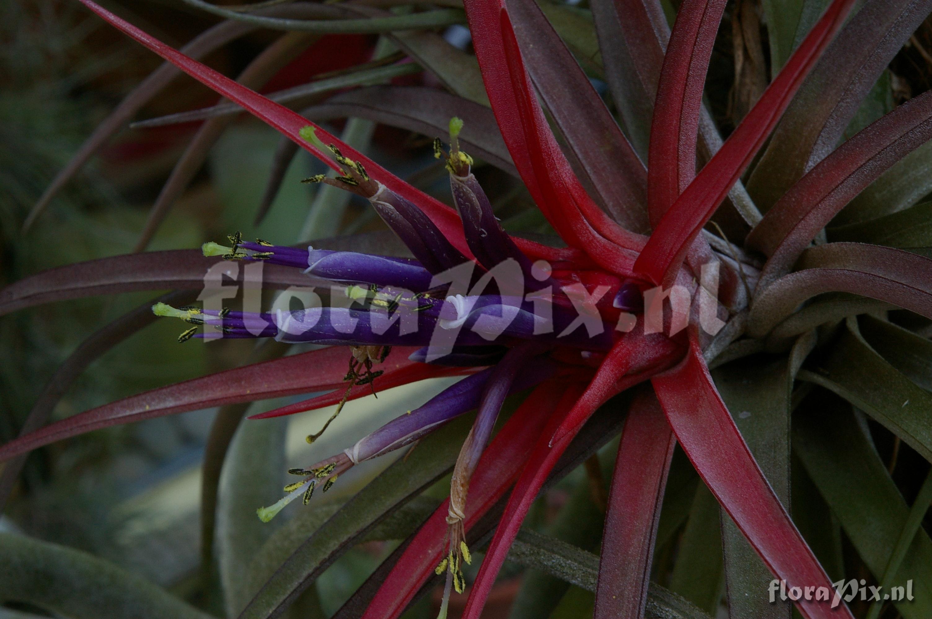 Tillandsia velutina