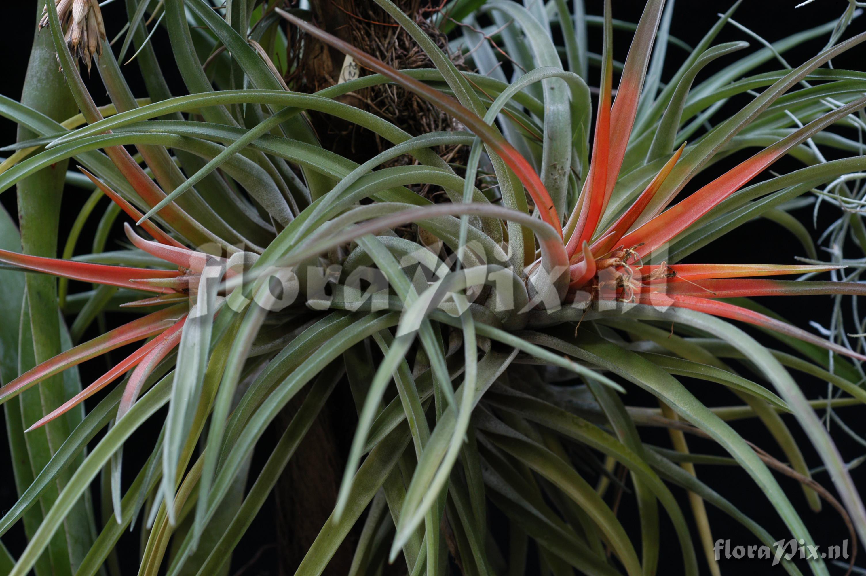 Tillandsia velutina