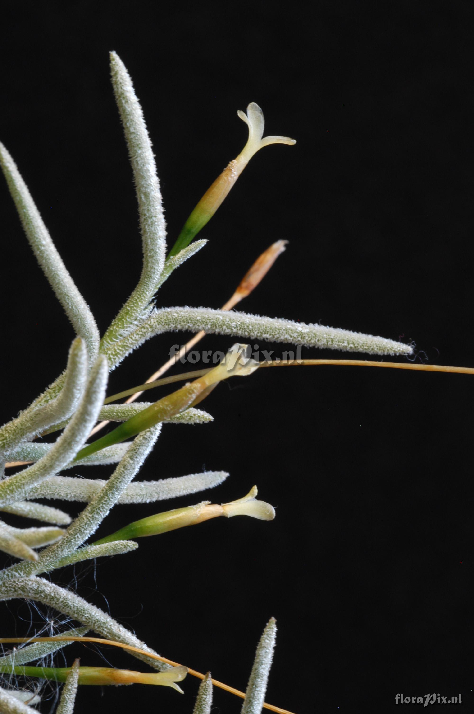 Tillandsia virescens