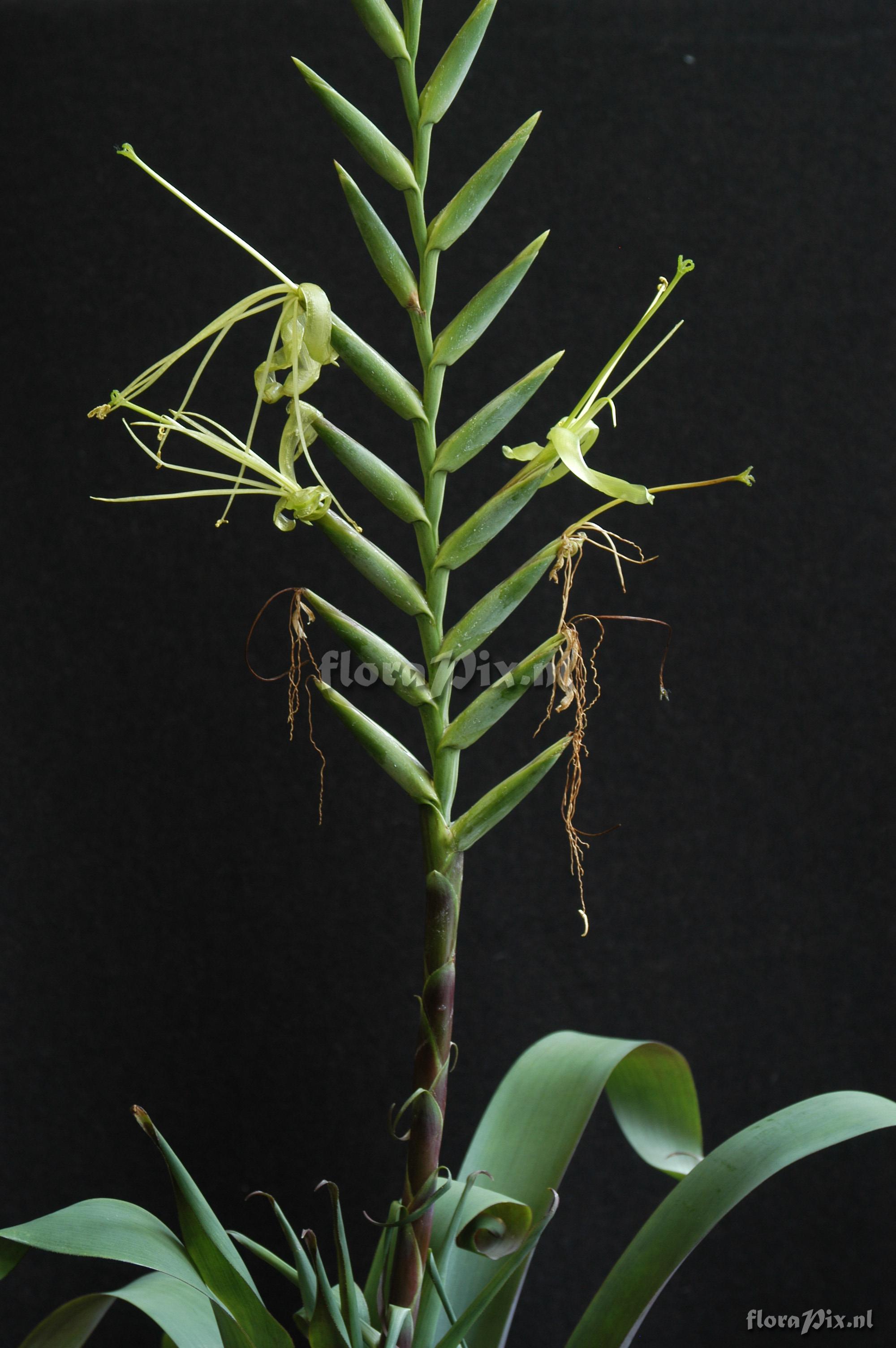 Tillandsia viridiflora