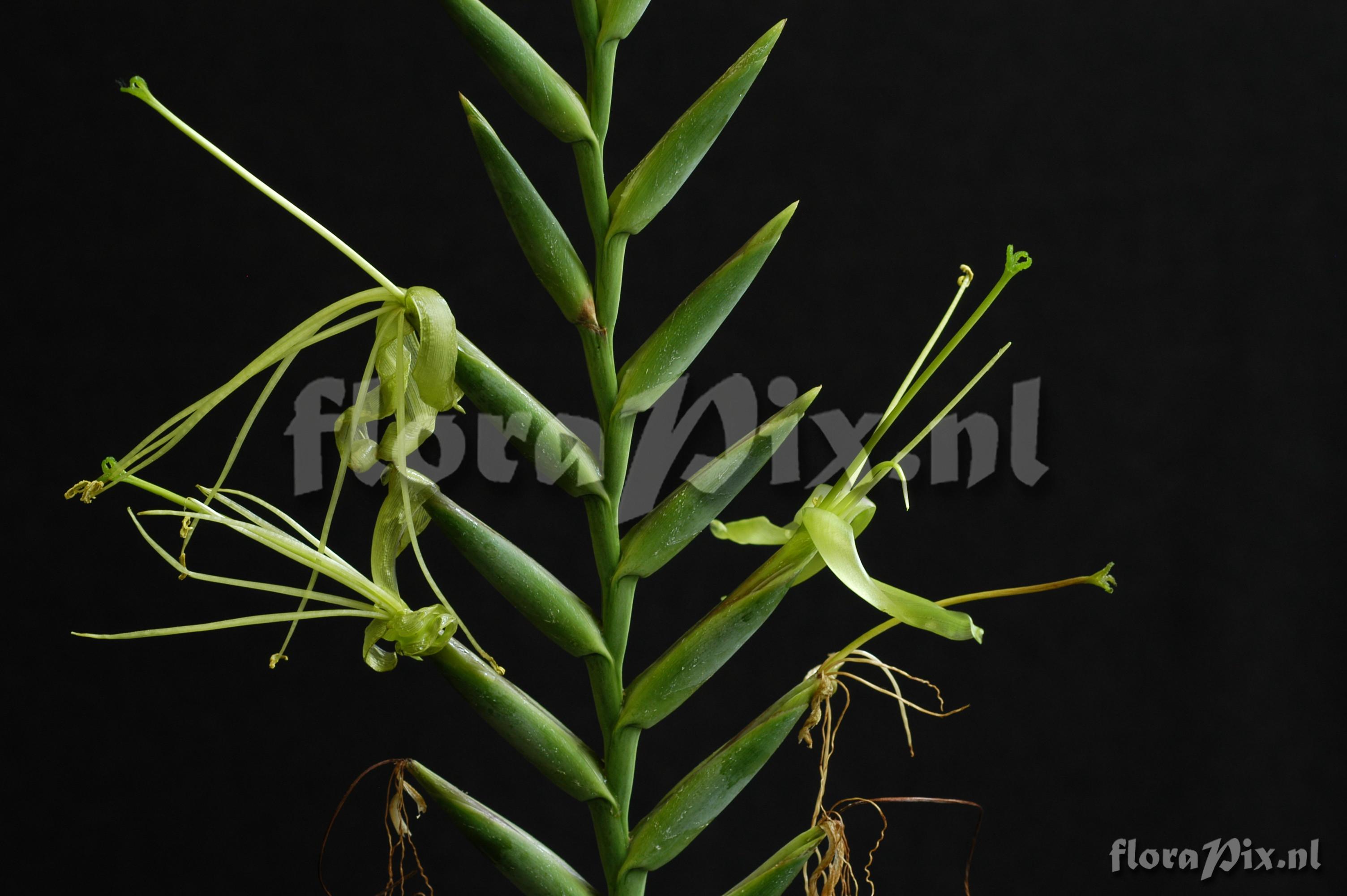 Tillandsia viridiflora