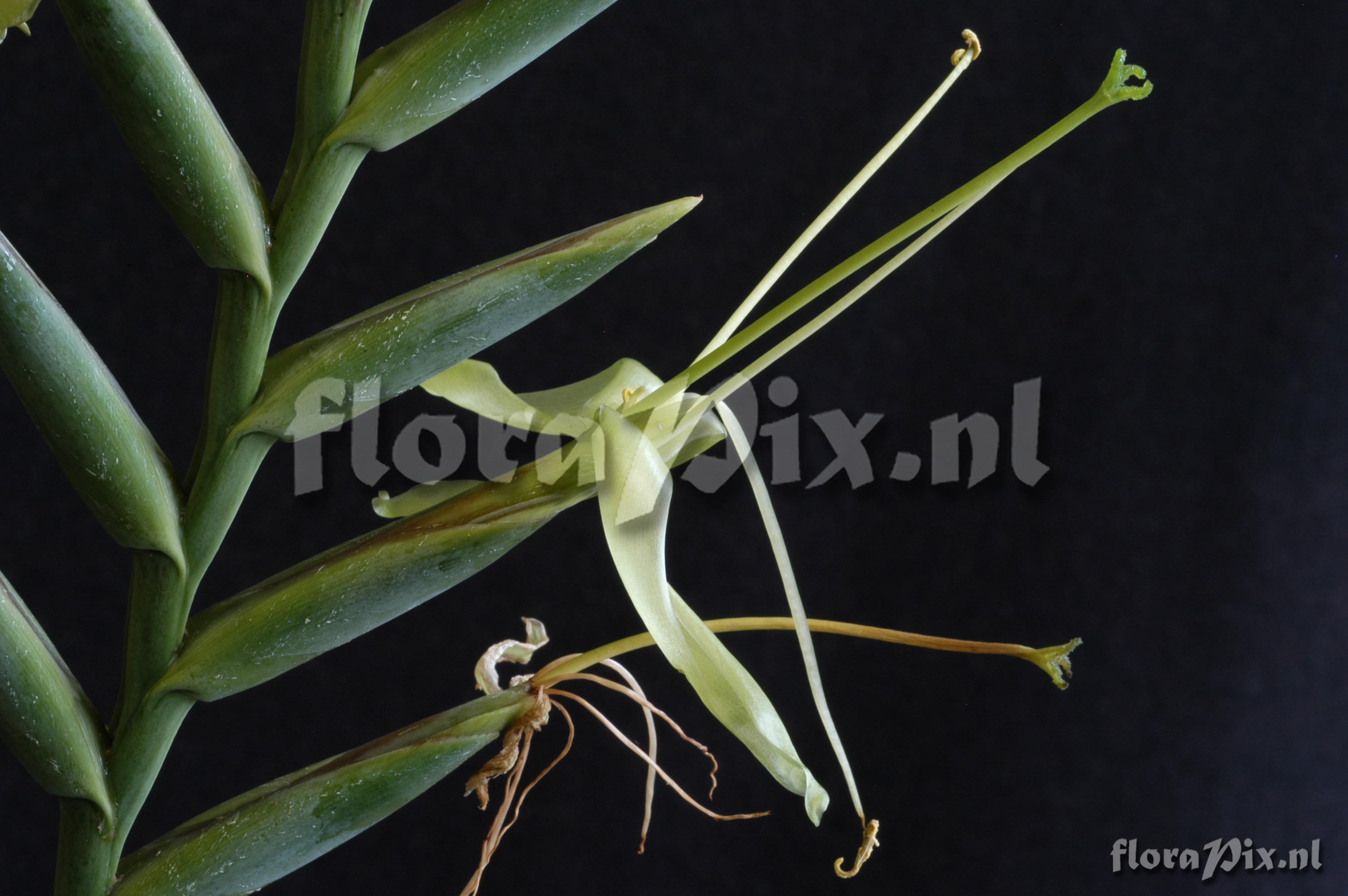 Tillandsia viridiflora