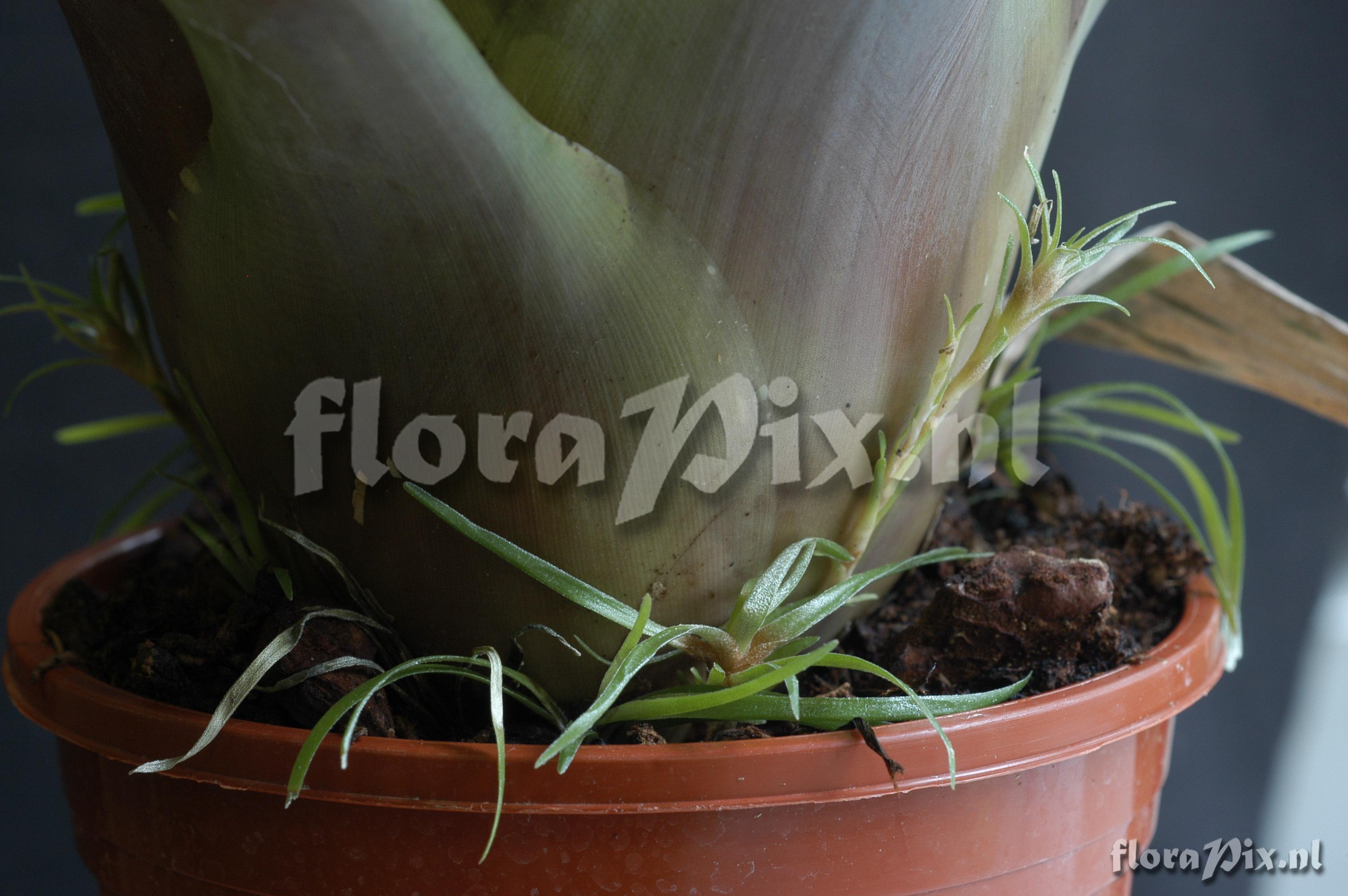 Tillandsia viridiflora