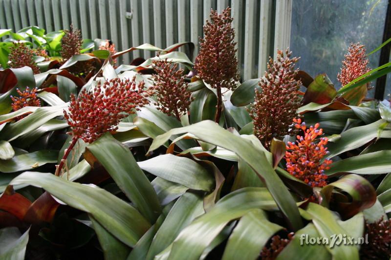 Aechmea fulgens