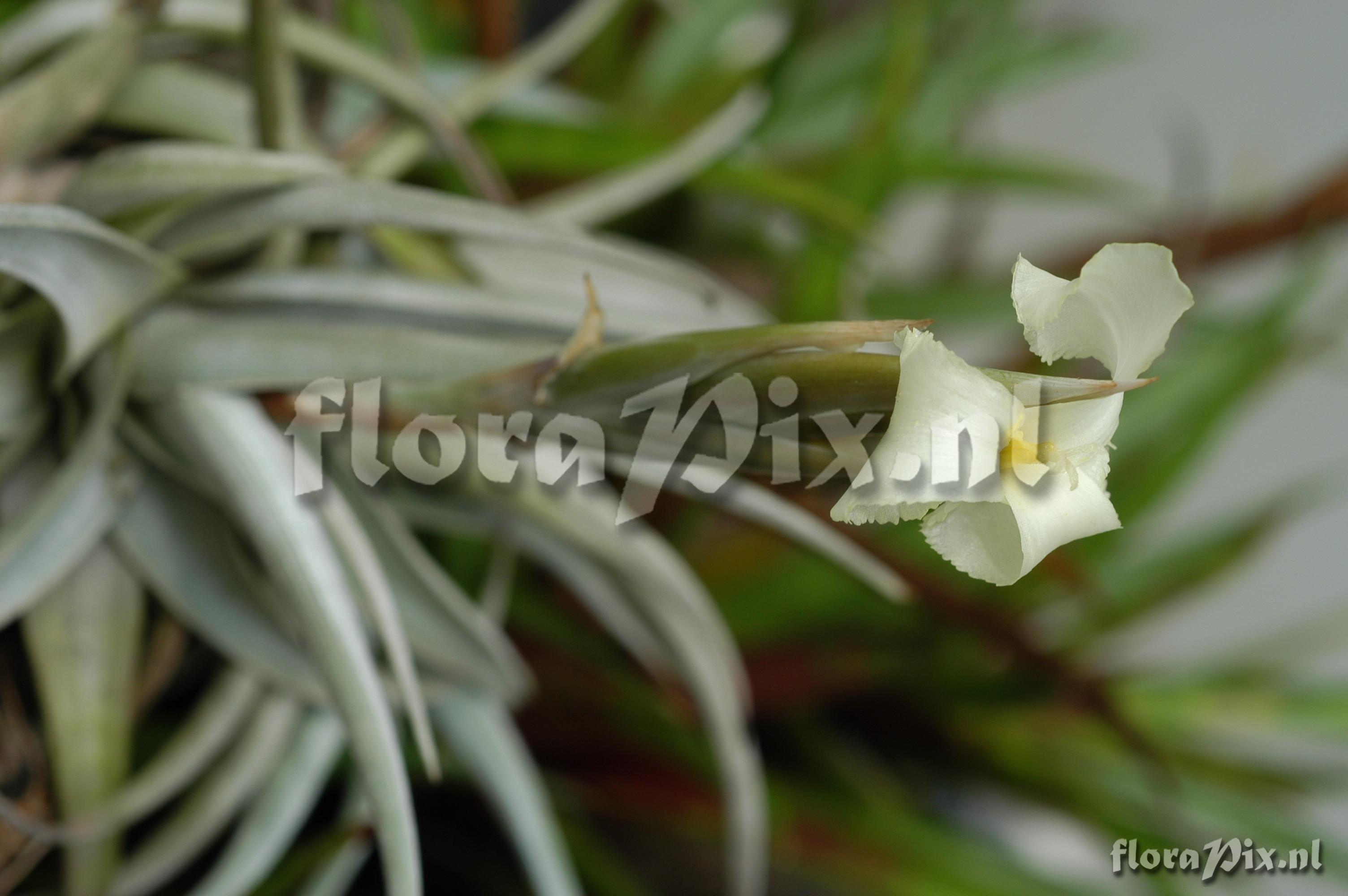 Tillandsia xiphioides var. lutea