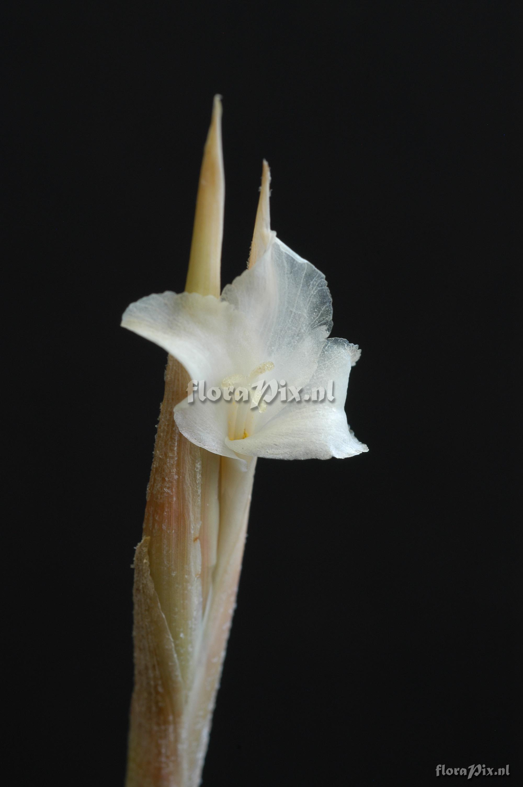 Tillandsia yuncharaensis