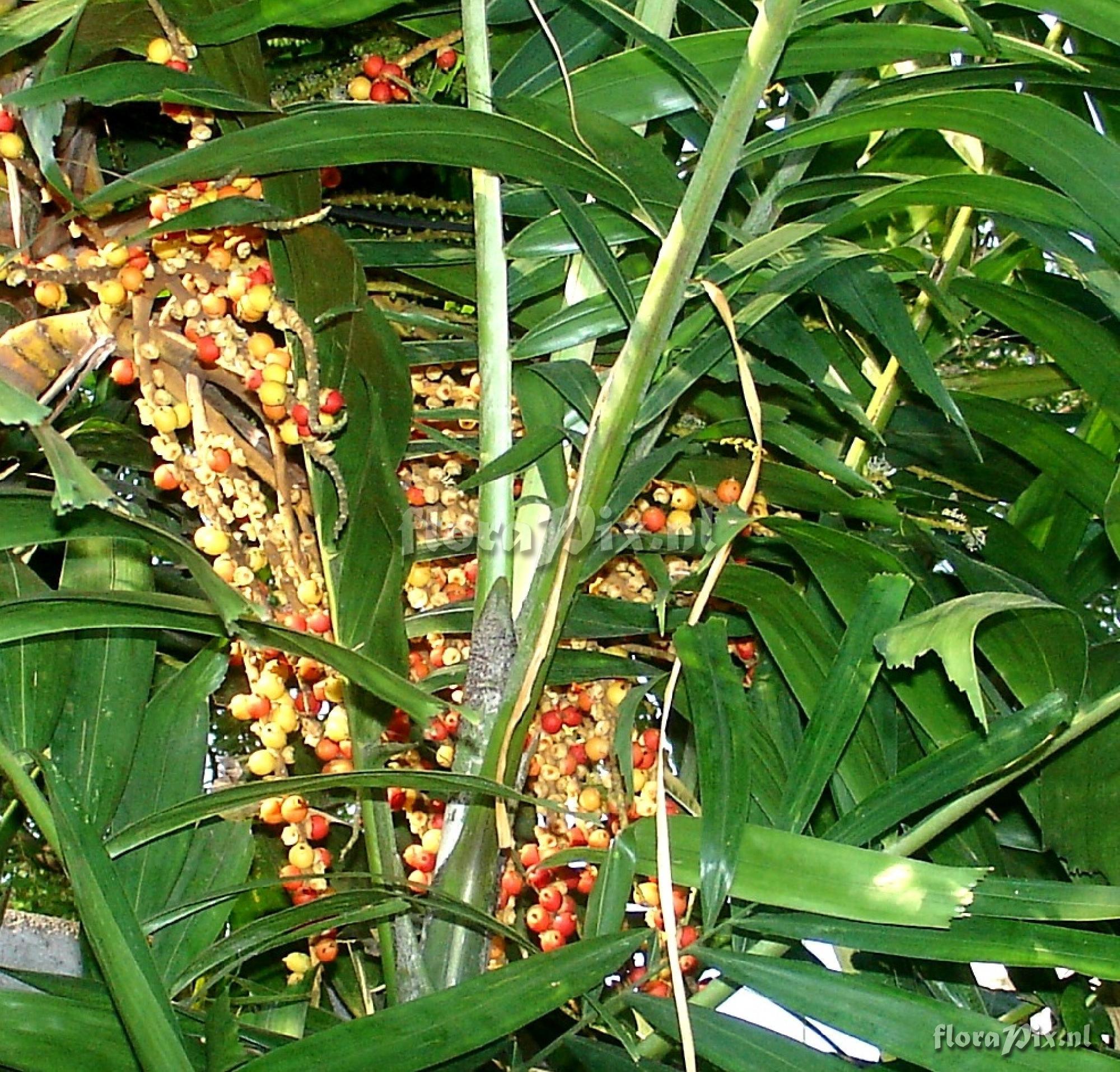 Areca sp. Fruiting inflorescence