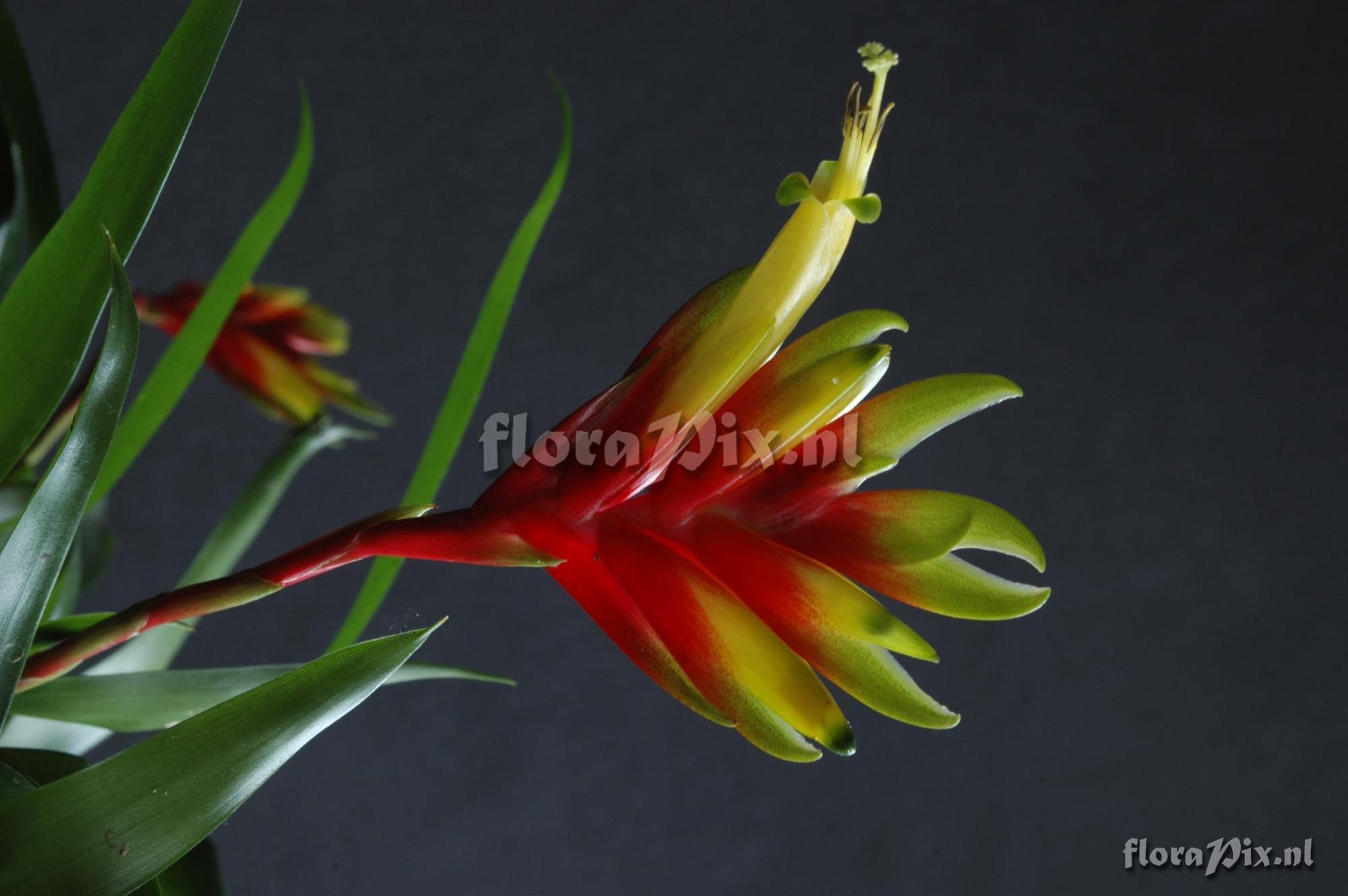 Tillandsia tenuifolia