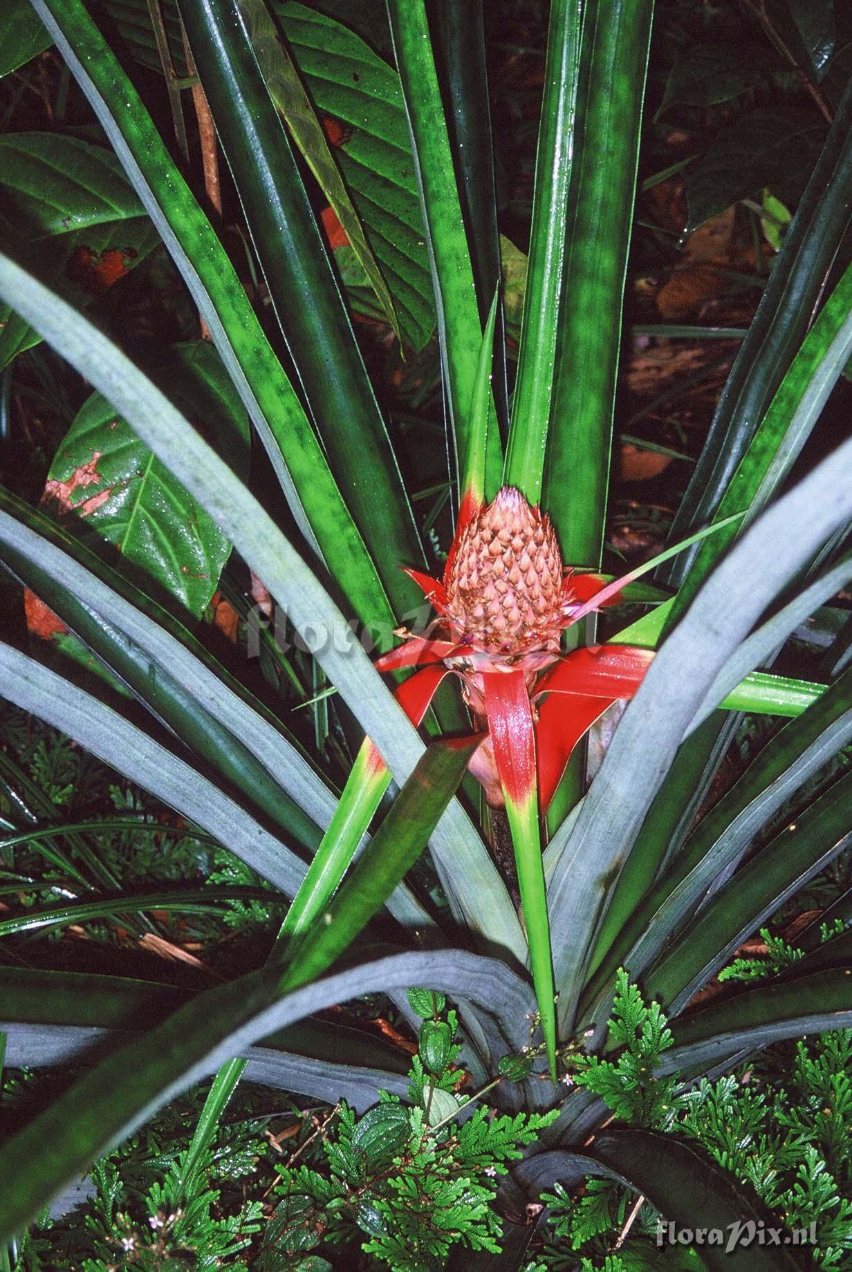 Ananas comosus