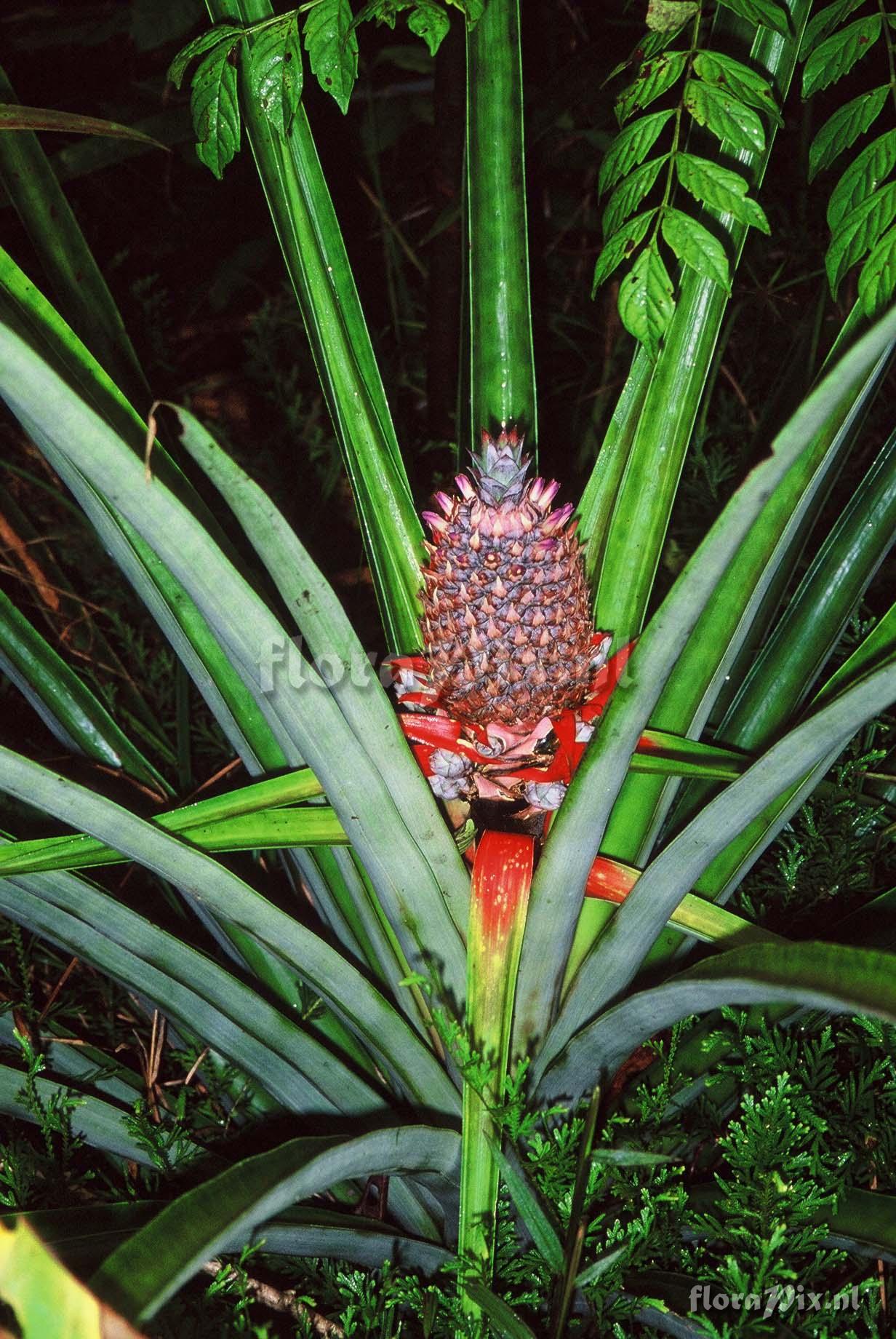 Ananas comosus