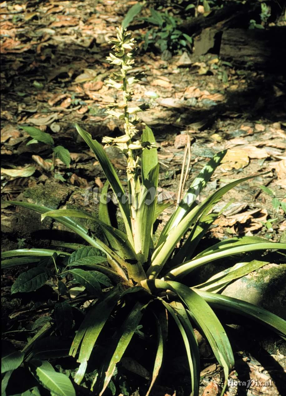 Mezobromelia pleiosticha