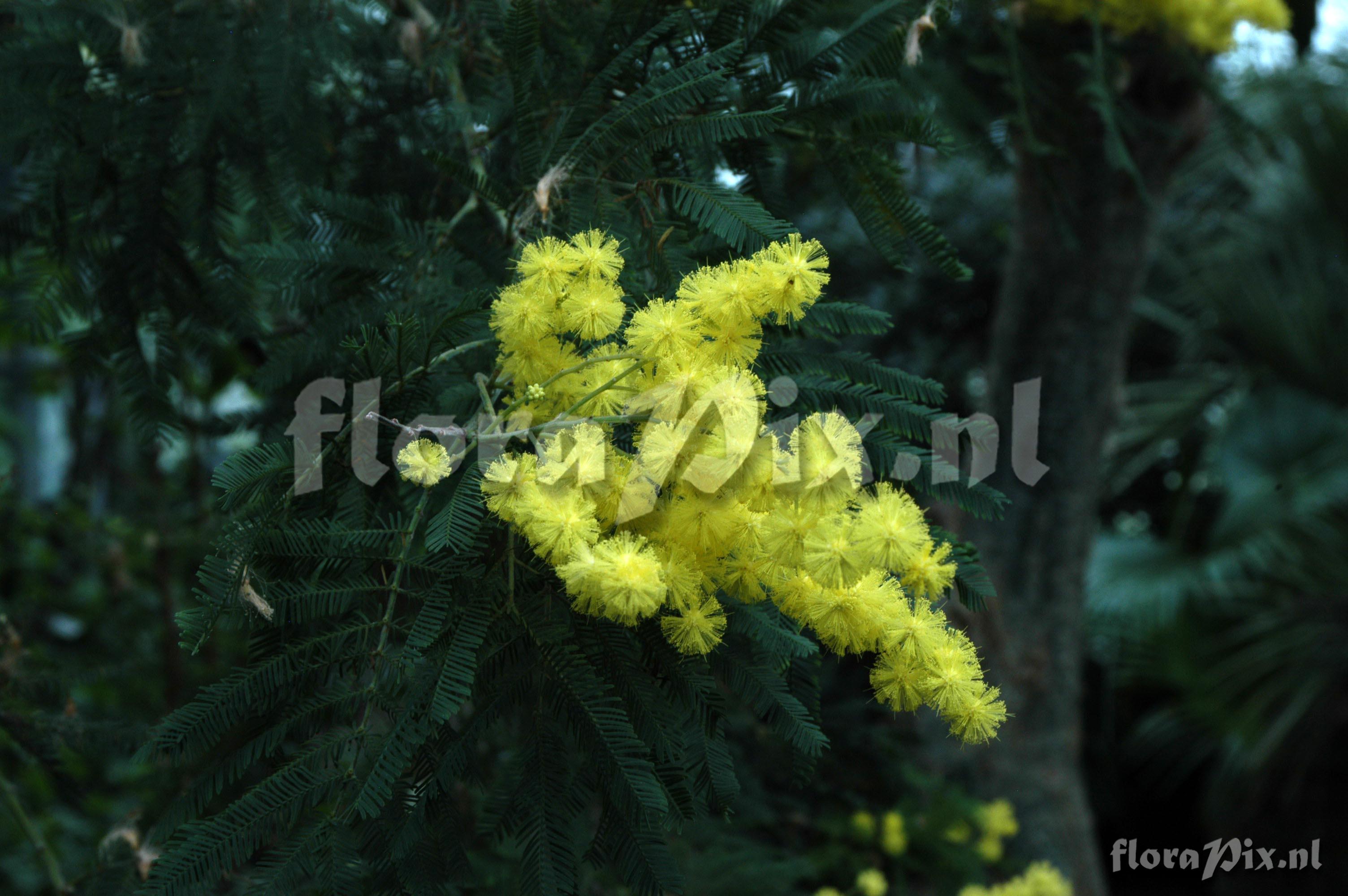 Acacia dealbata x