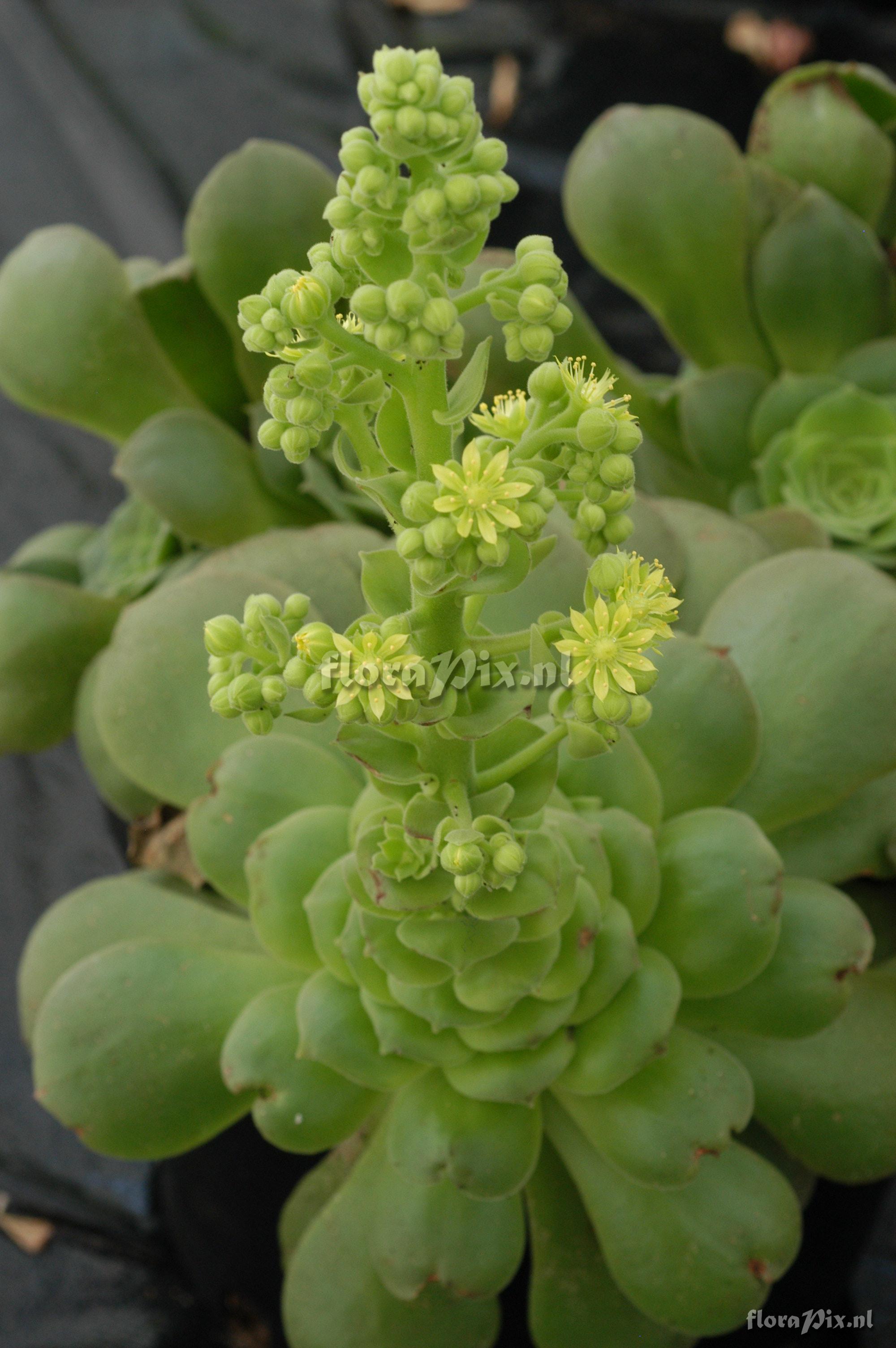 Aeonium spathulatum 1992HR31912