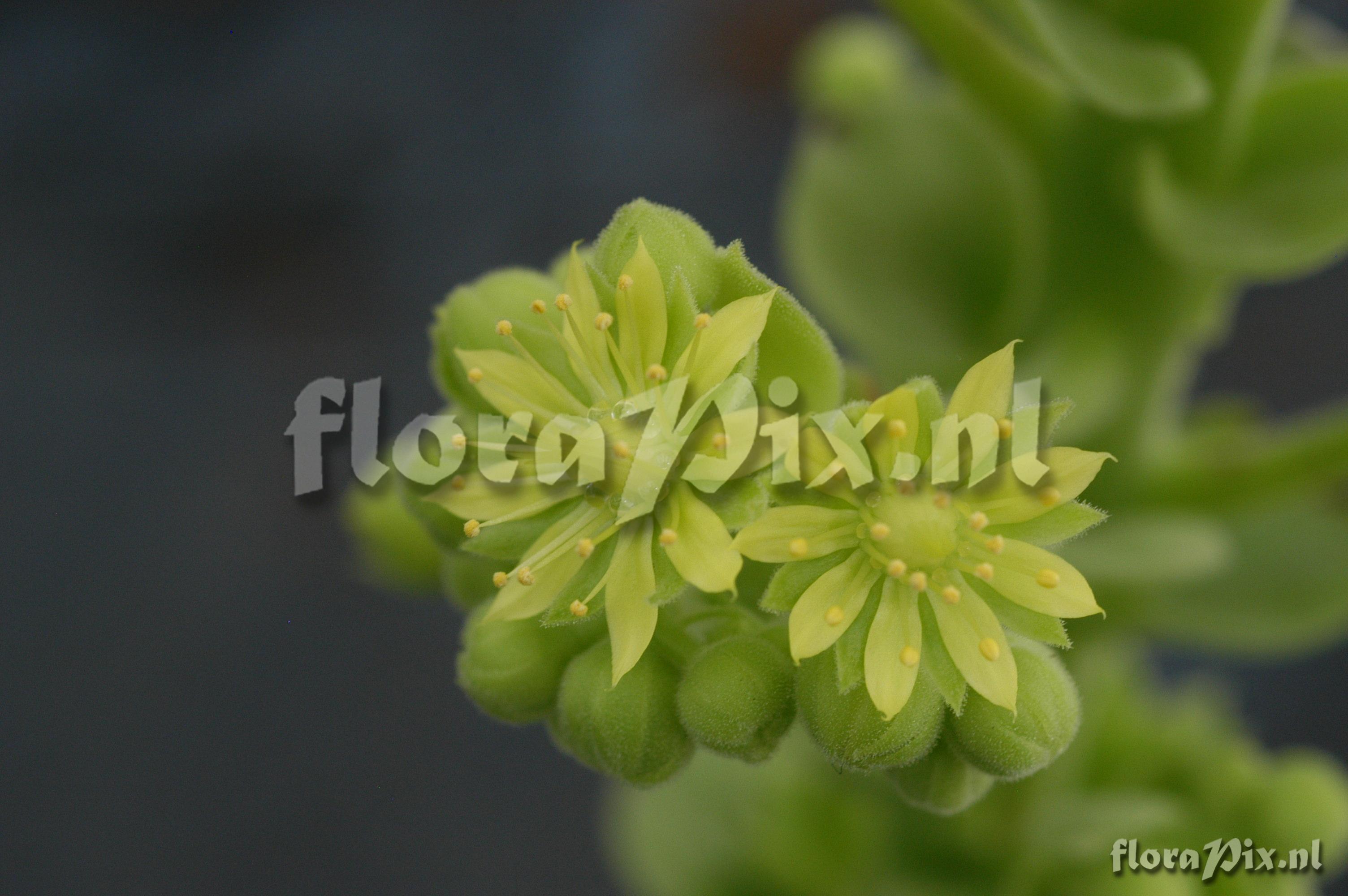 Aeonium haworthii 1992HR32849