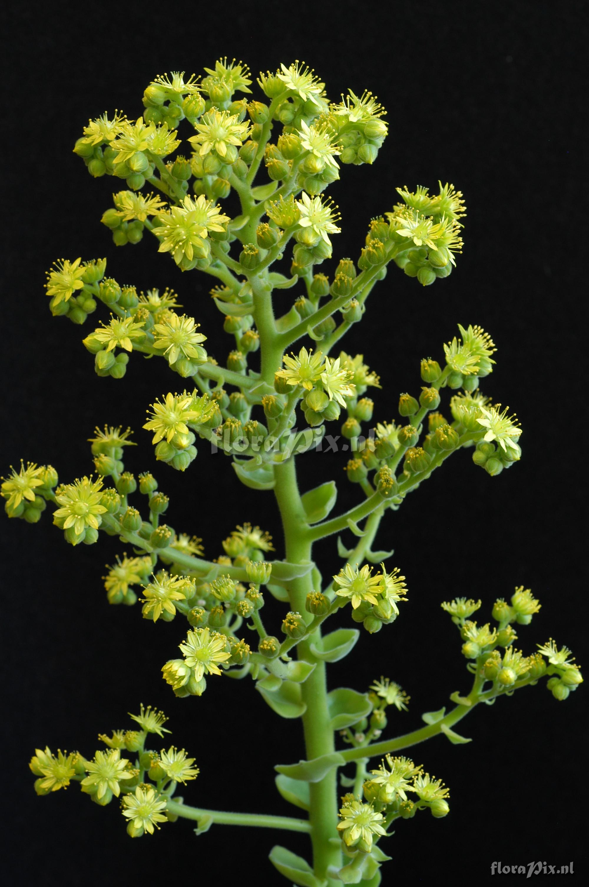 Aeonium canariense var.  palmense