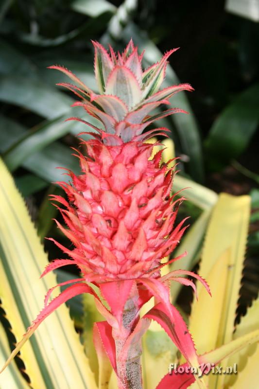 Ananas comosus Variegatus