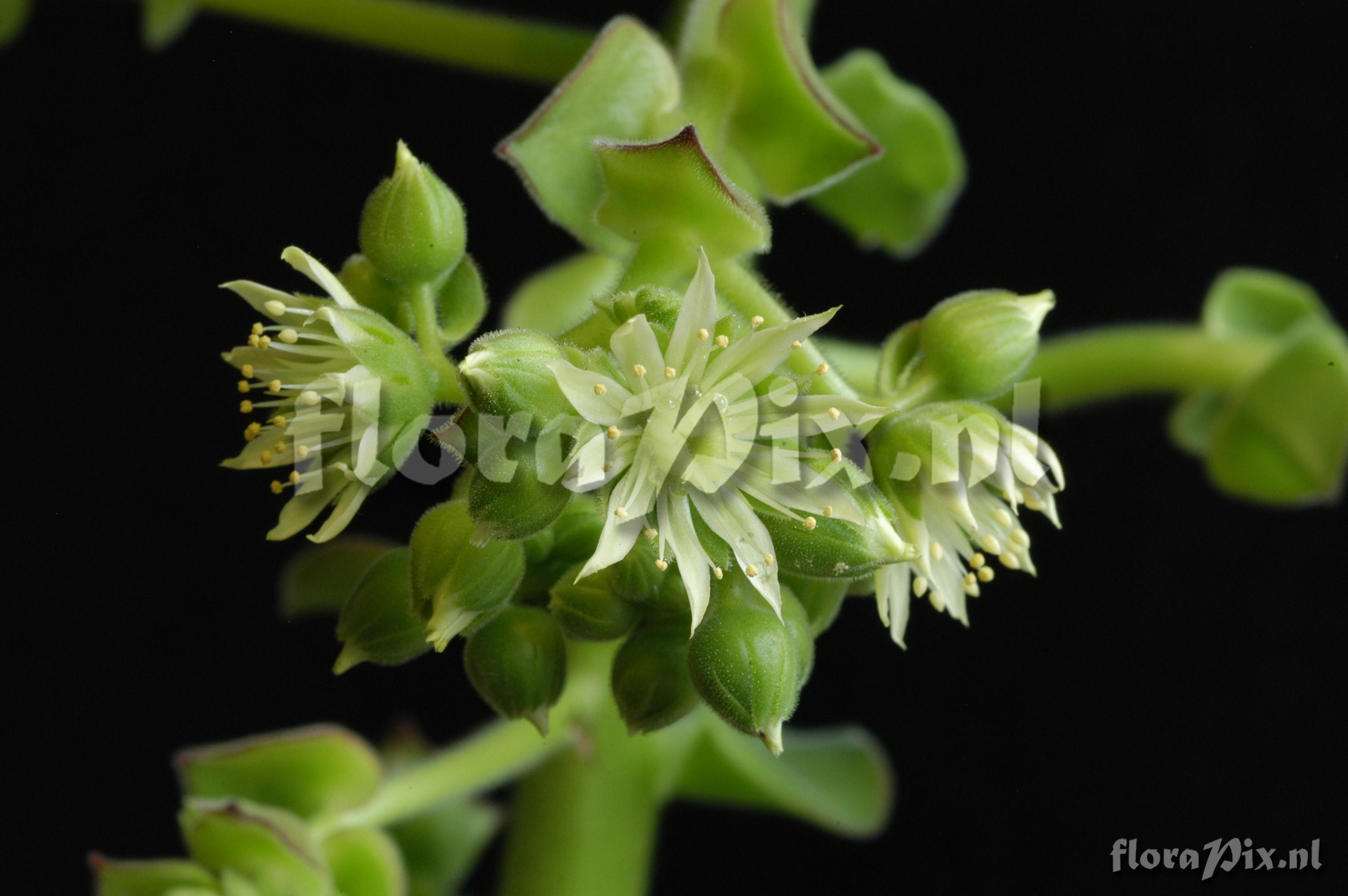 Aeonium canariense var. subplanum