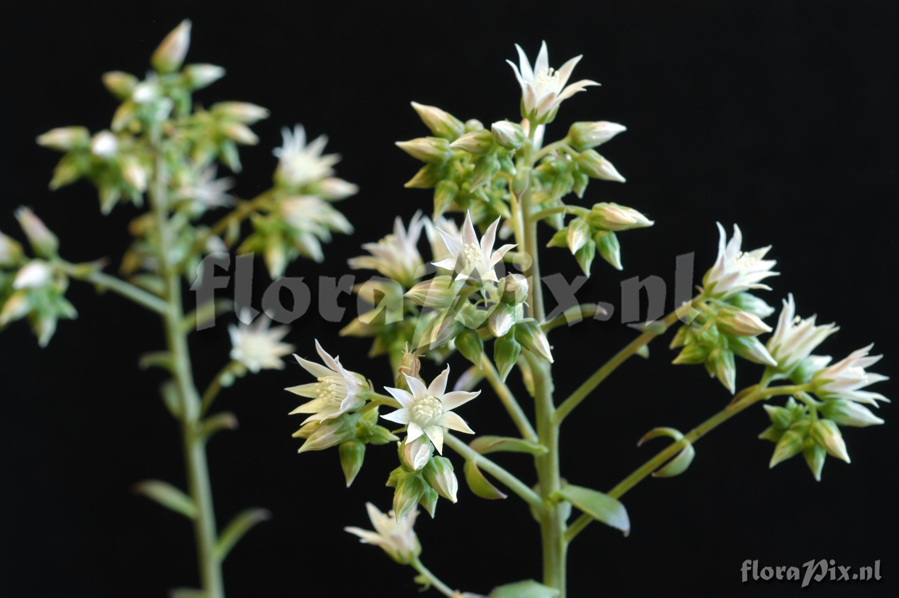 Aeonium decorum