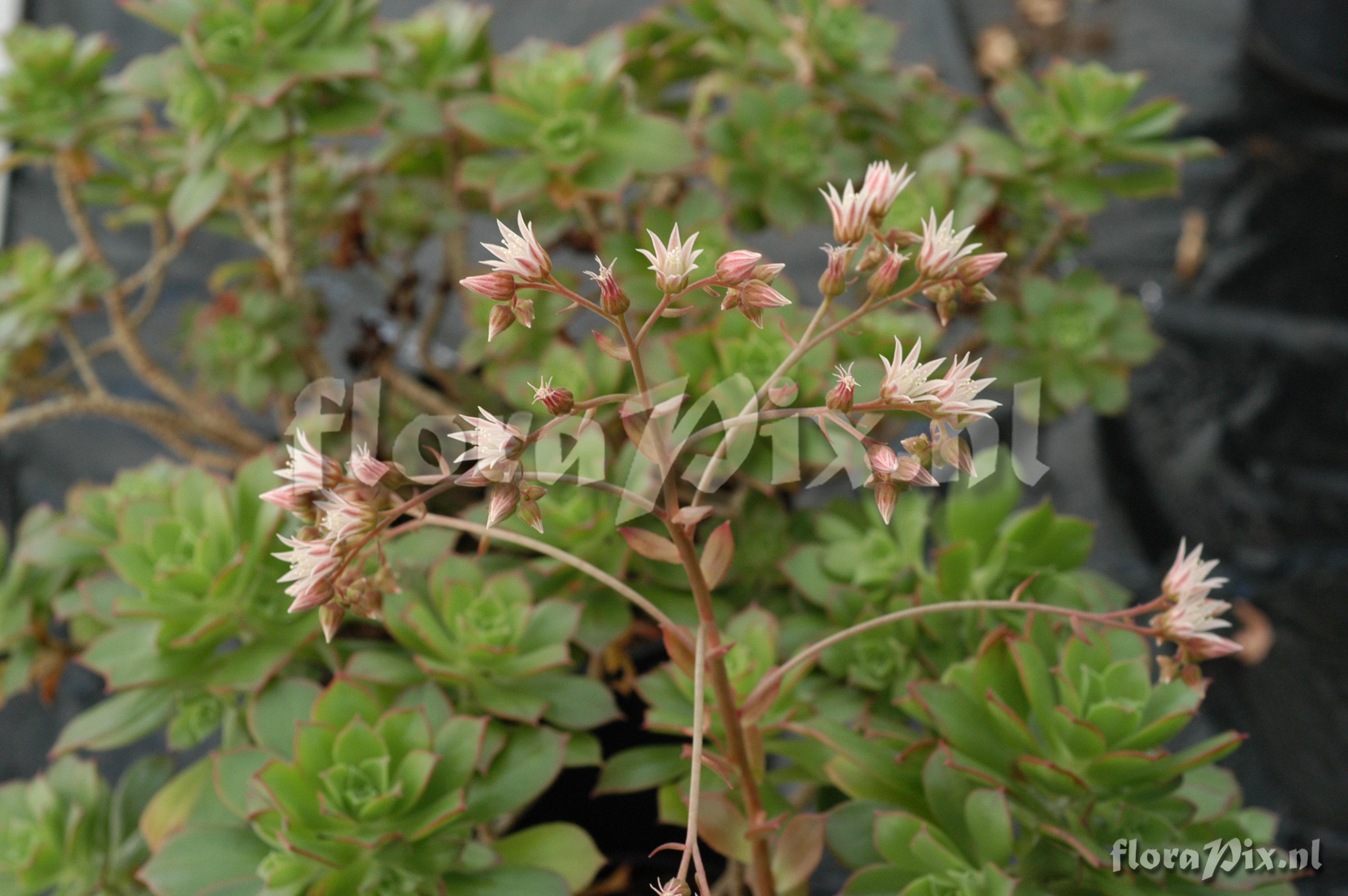 Aeonium decorum