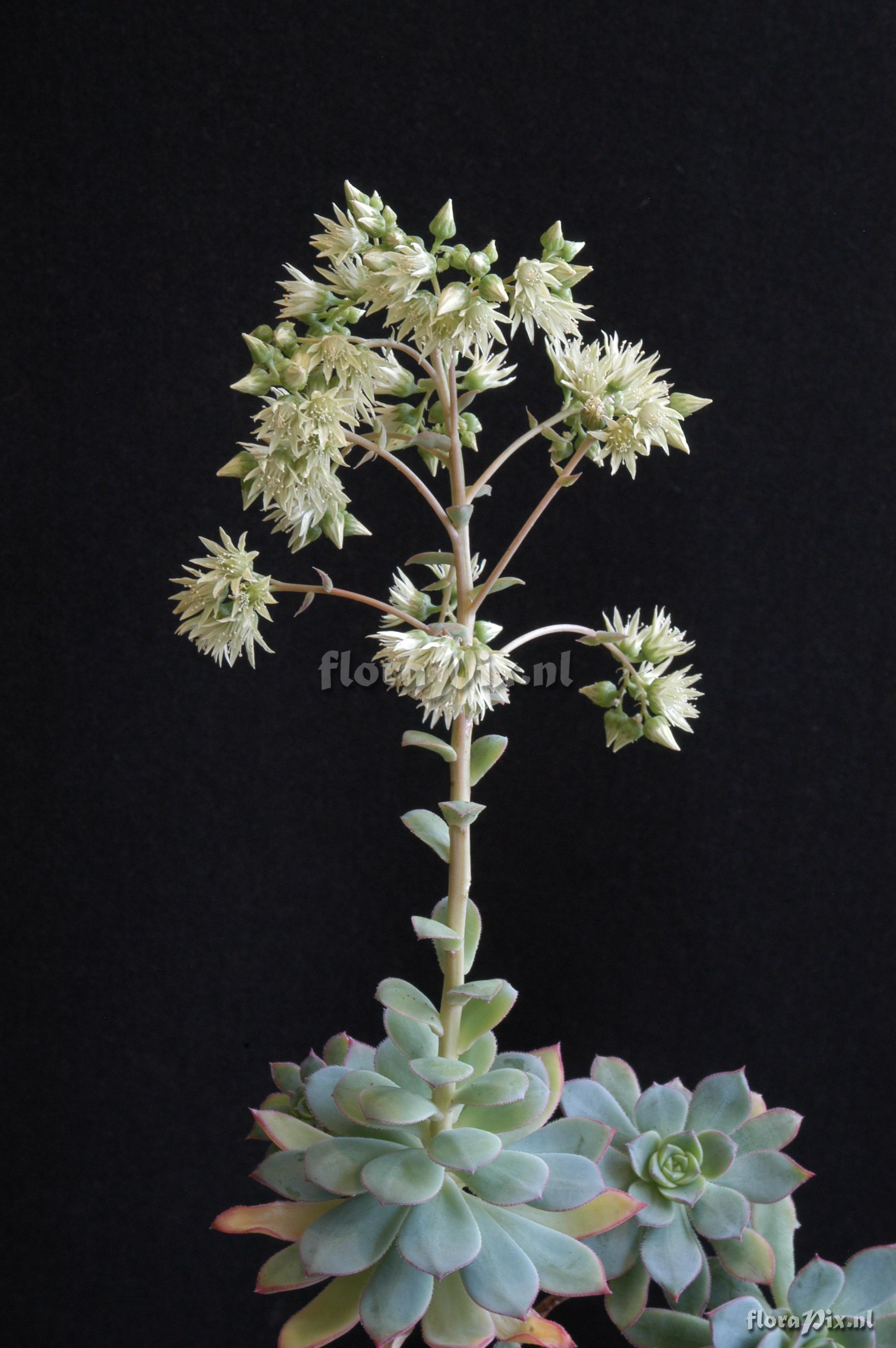 Aeonium haworthii 1992HR32849